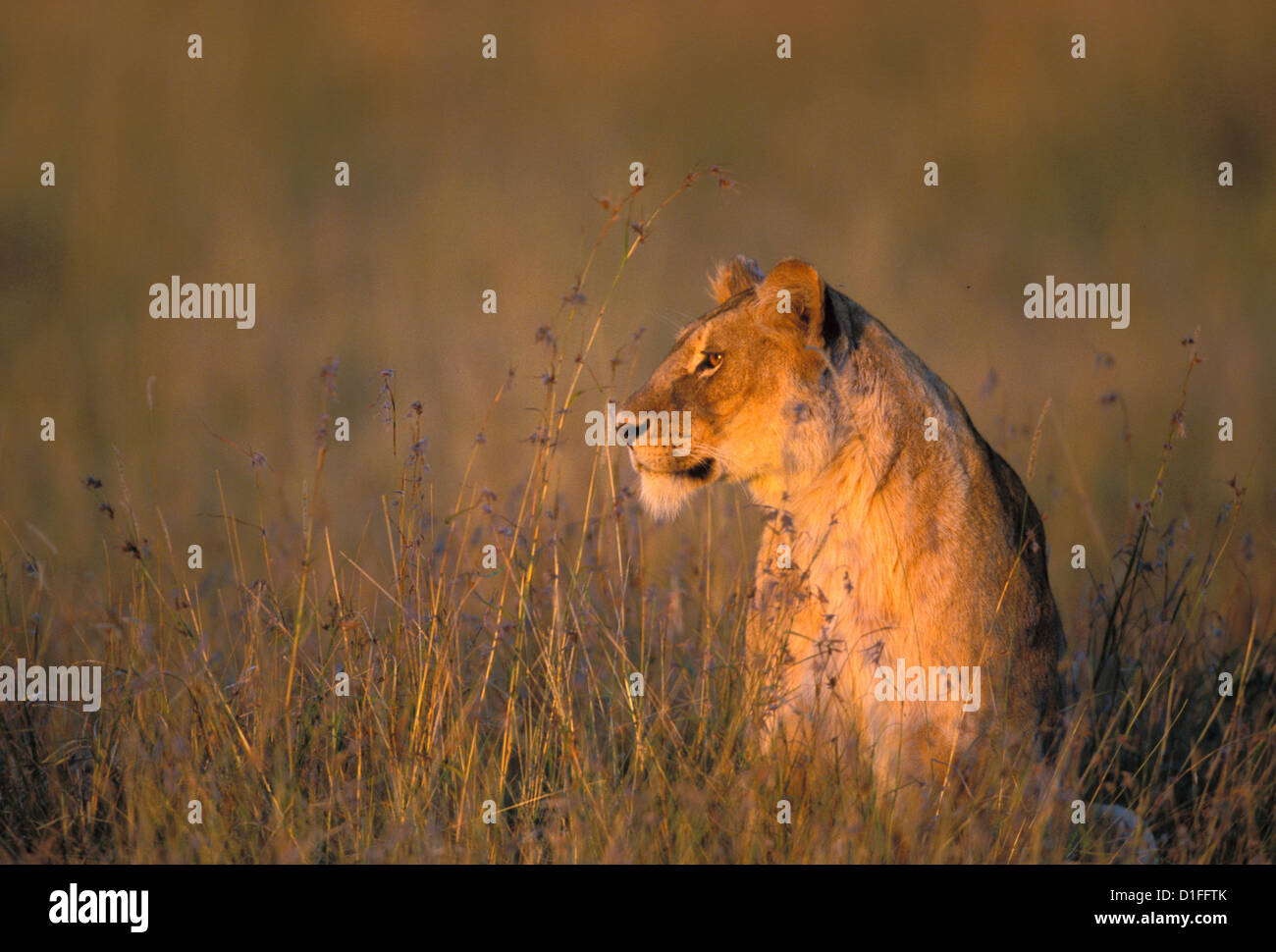 Lions (Panthera leo), Masai Mara reservation, Kenya Stock Photo - Alamy