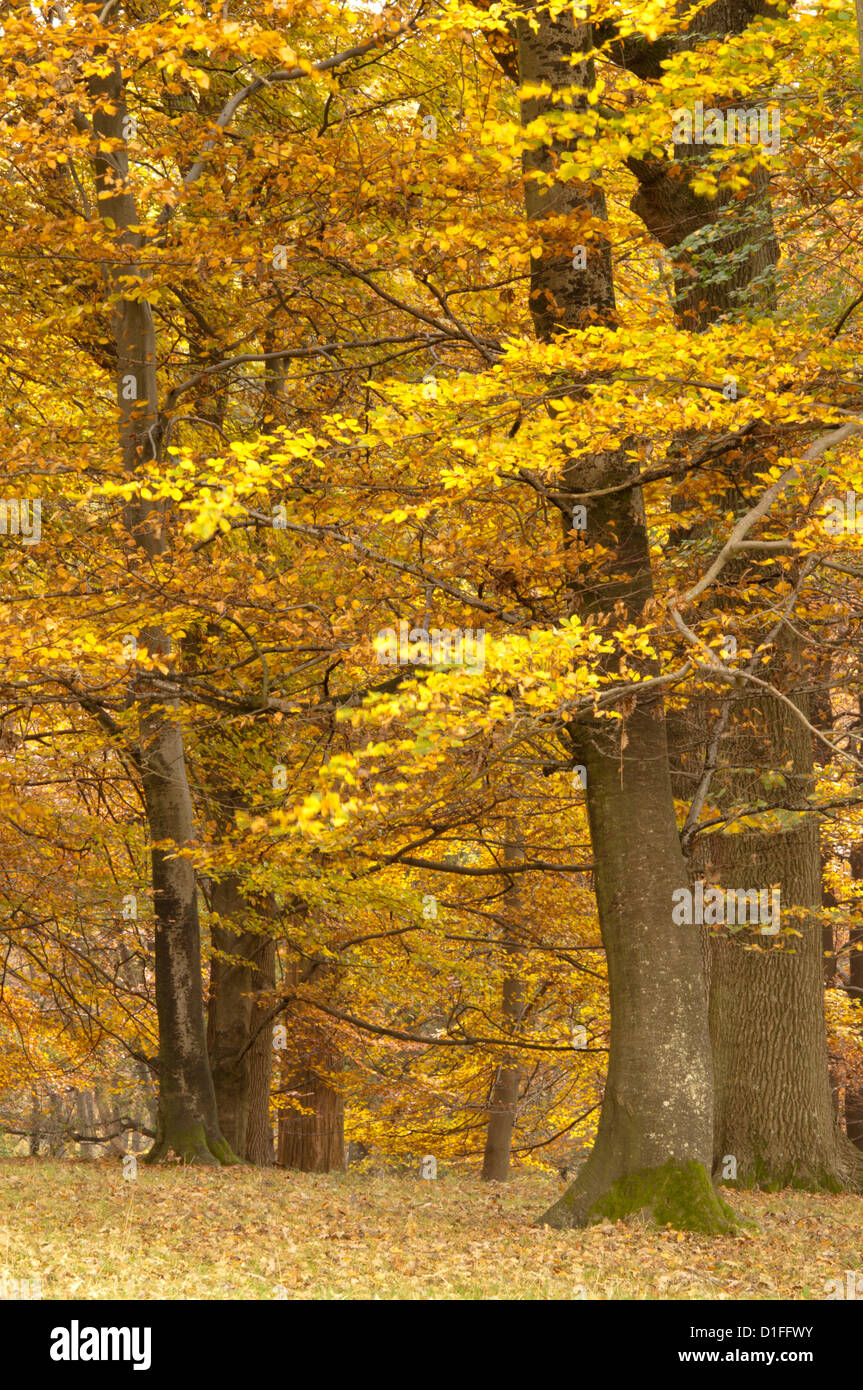 Mixed deciduous trees, Common beech, Sweet Chestnut, Oak, with autumn leaves. West Sussex, England, UK. November. Stock Photo