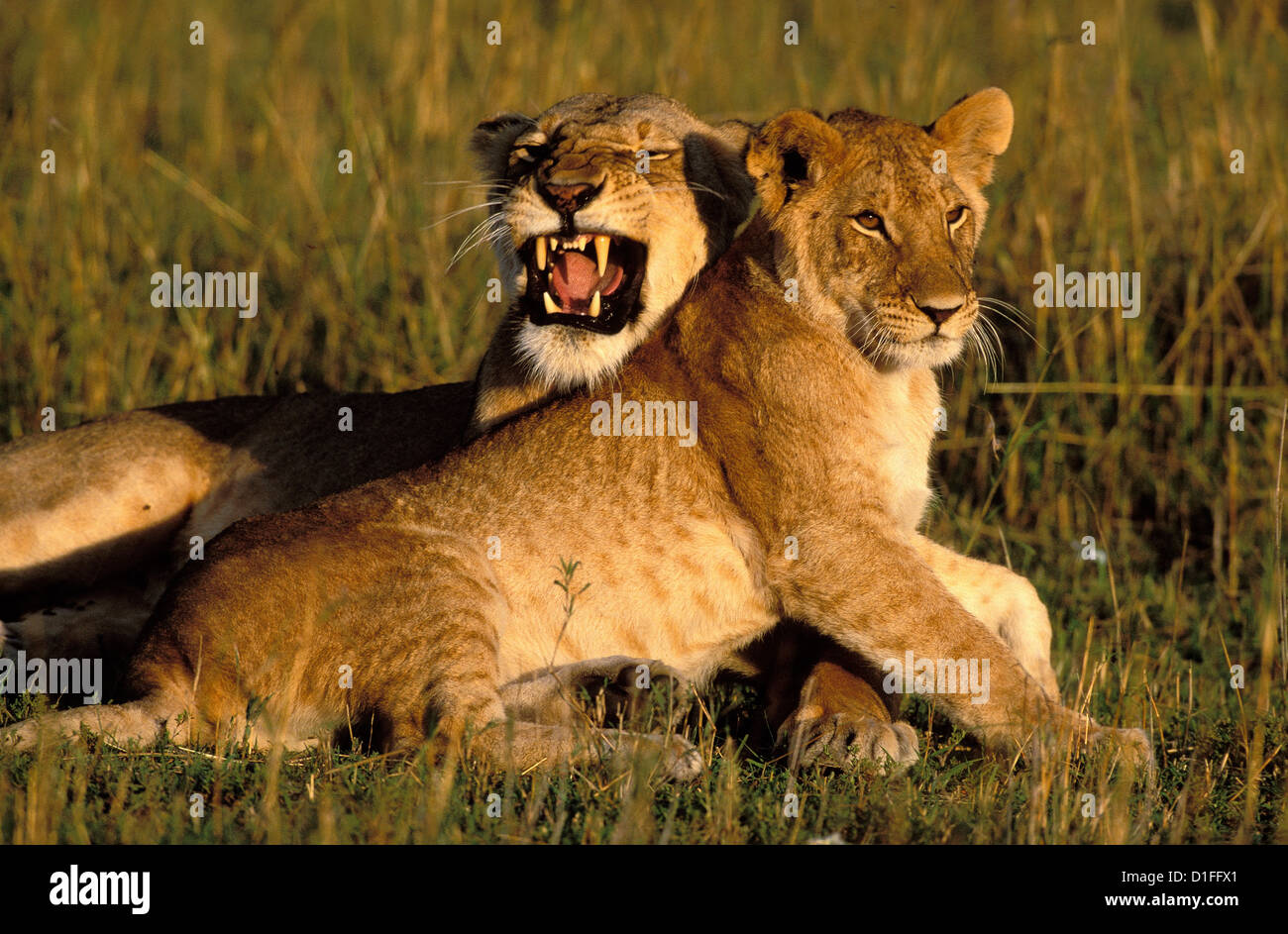 Lions (Panthera leo), Masai Mara reservation, Kenya Stock Photo - Alamy