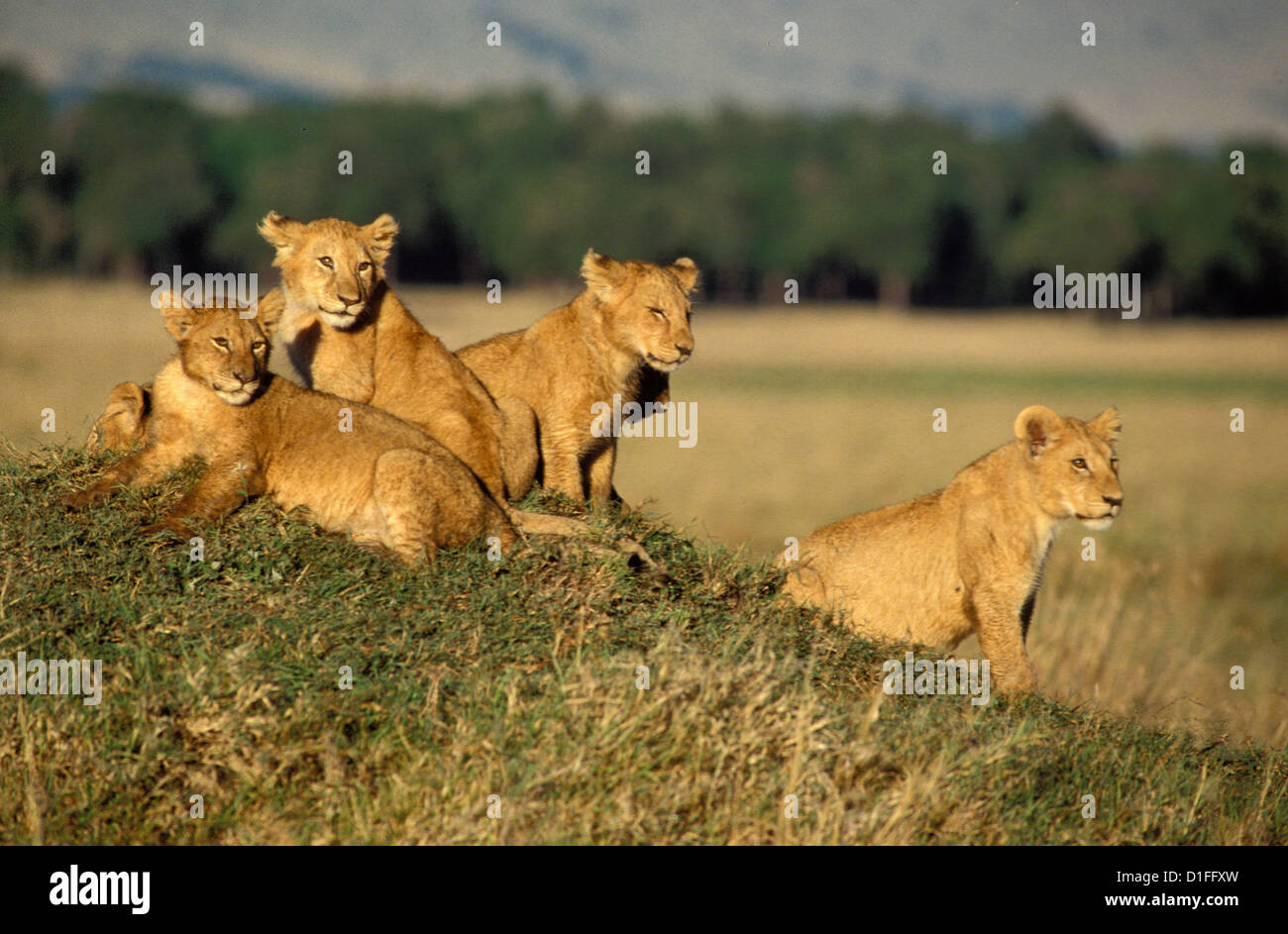 Lions (Panthera leo), Masai Mara reservation, Kenya Stock Photo - Alamy
