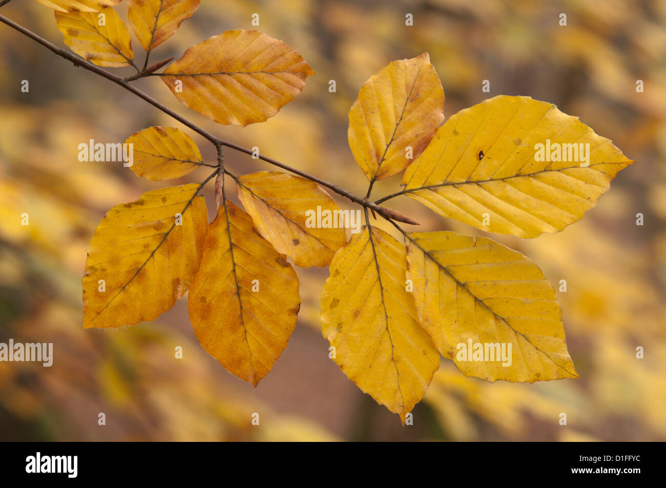 Common Beech [Fagus sylvatica] golden leaves in autumn. November. West Sussex, England, UK. Stock Photo