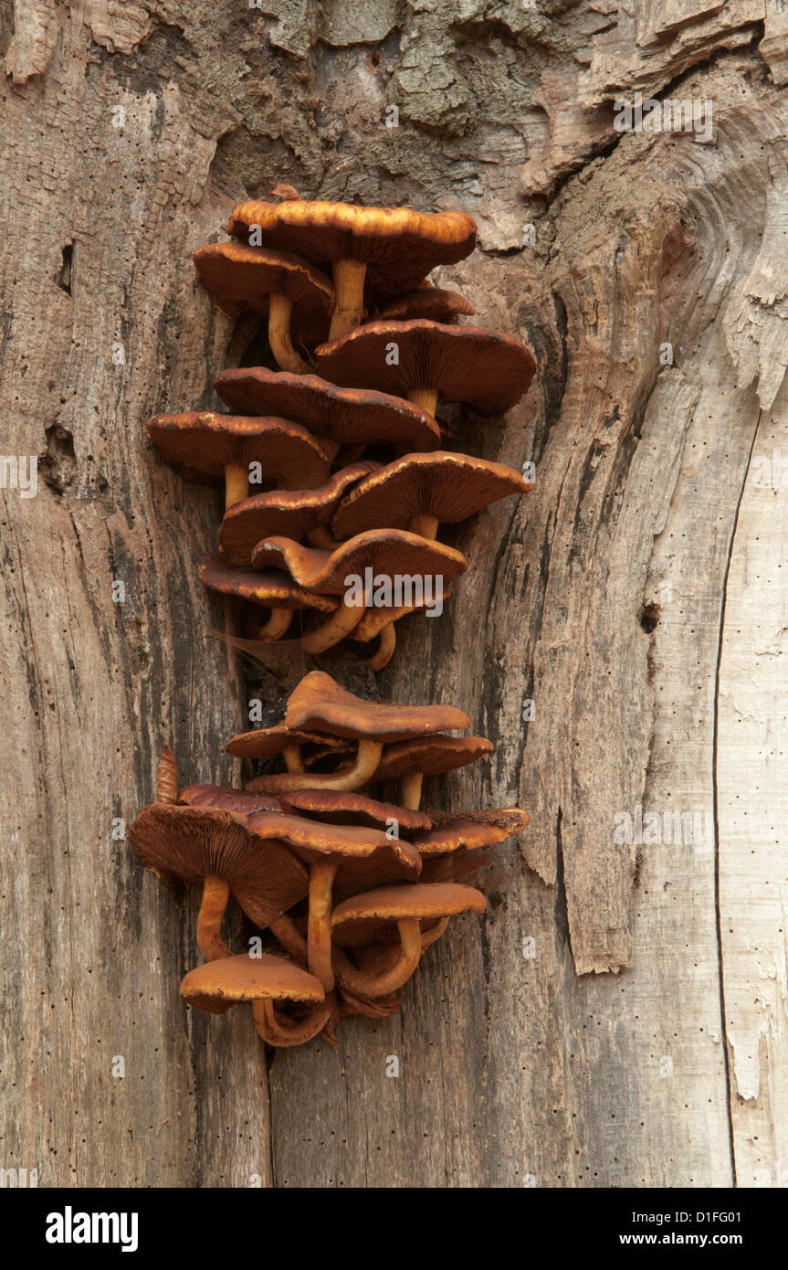 unknown fungus, probably Sulphur Tuft, on beech tree trunk Stock Photo