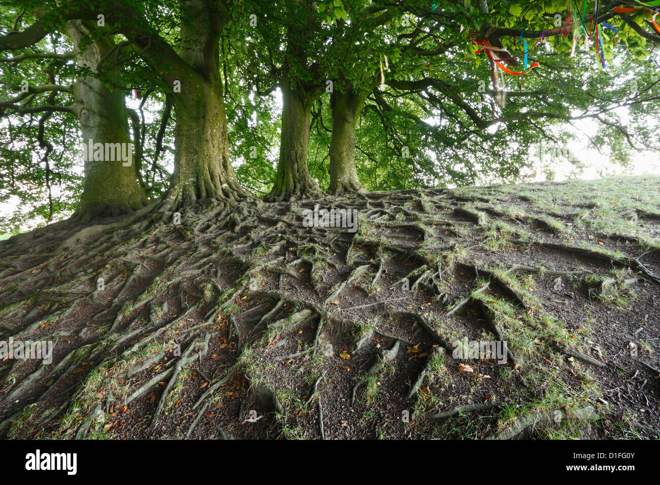 Offerings tied to Beech Trees. Avebury. Wiltshire. England. UK. Stock Photo