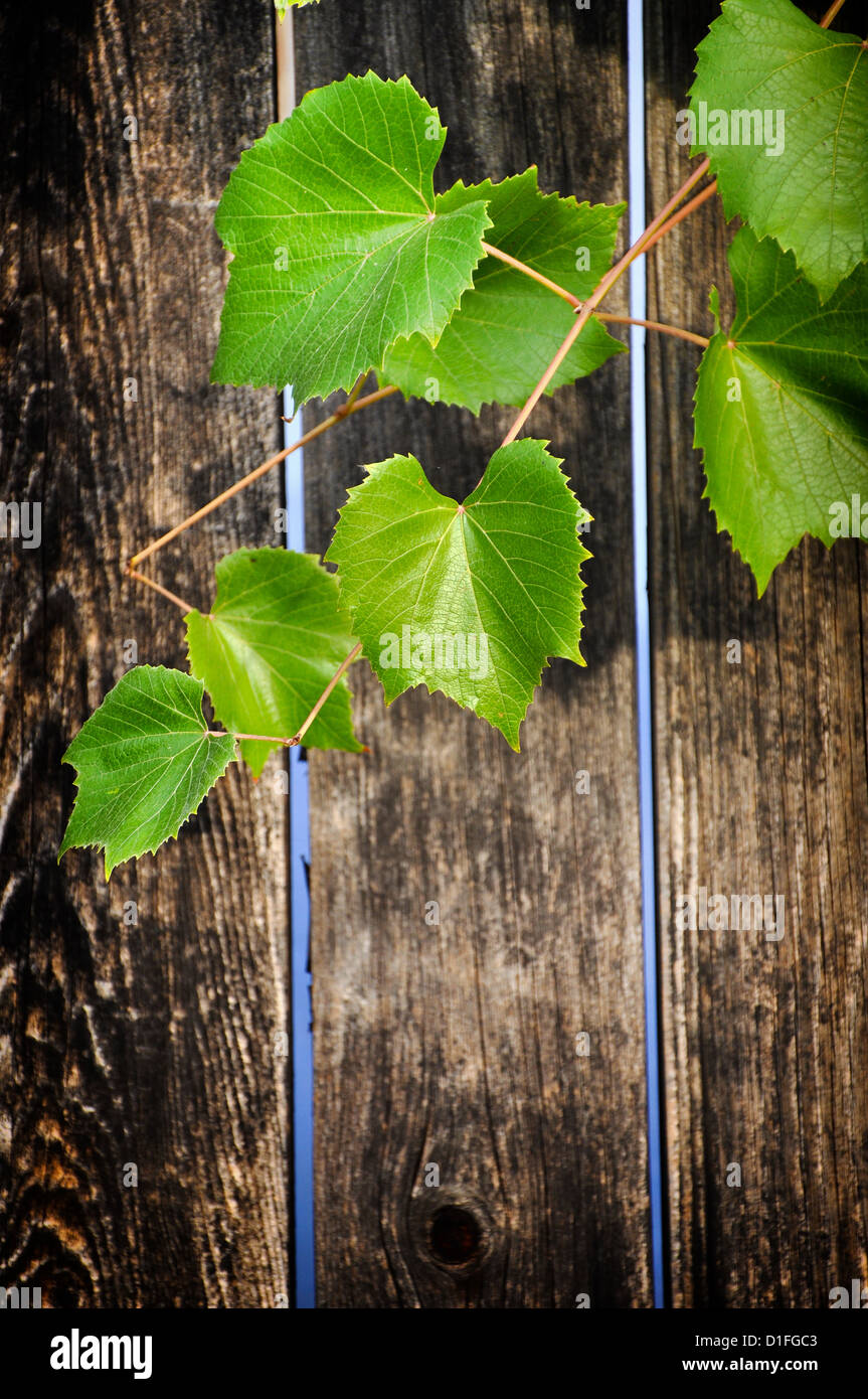 Wooden background with grape leaves Stock Photo - Alamy