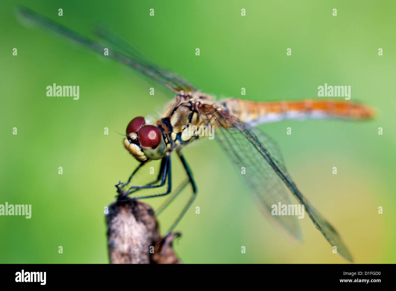 Cute dragonfly resting against light green background Stock Photo - Alamy