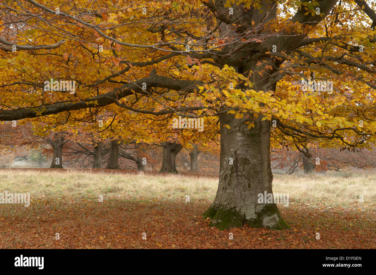 Golden beech leaves hi-res stock photography and images - Alamy