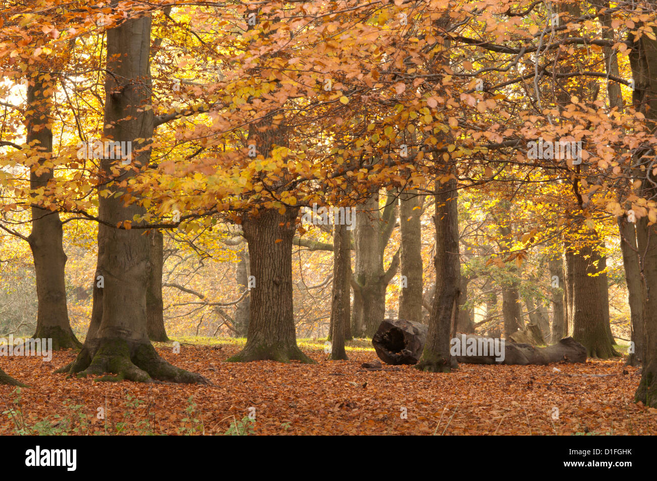 Mixed deciduous trees, Common beech, Sweet Chestnut, Oak, with autumn leaves. West Sussex, England, UK. November. Stock Photo