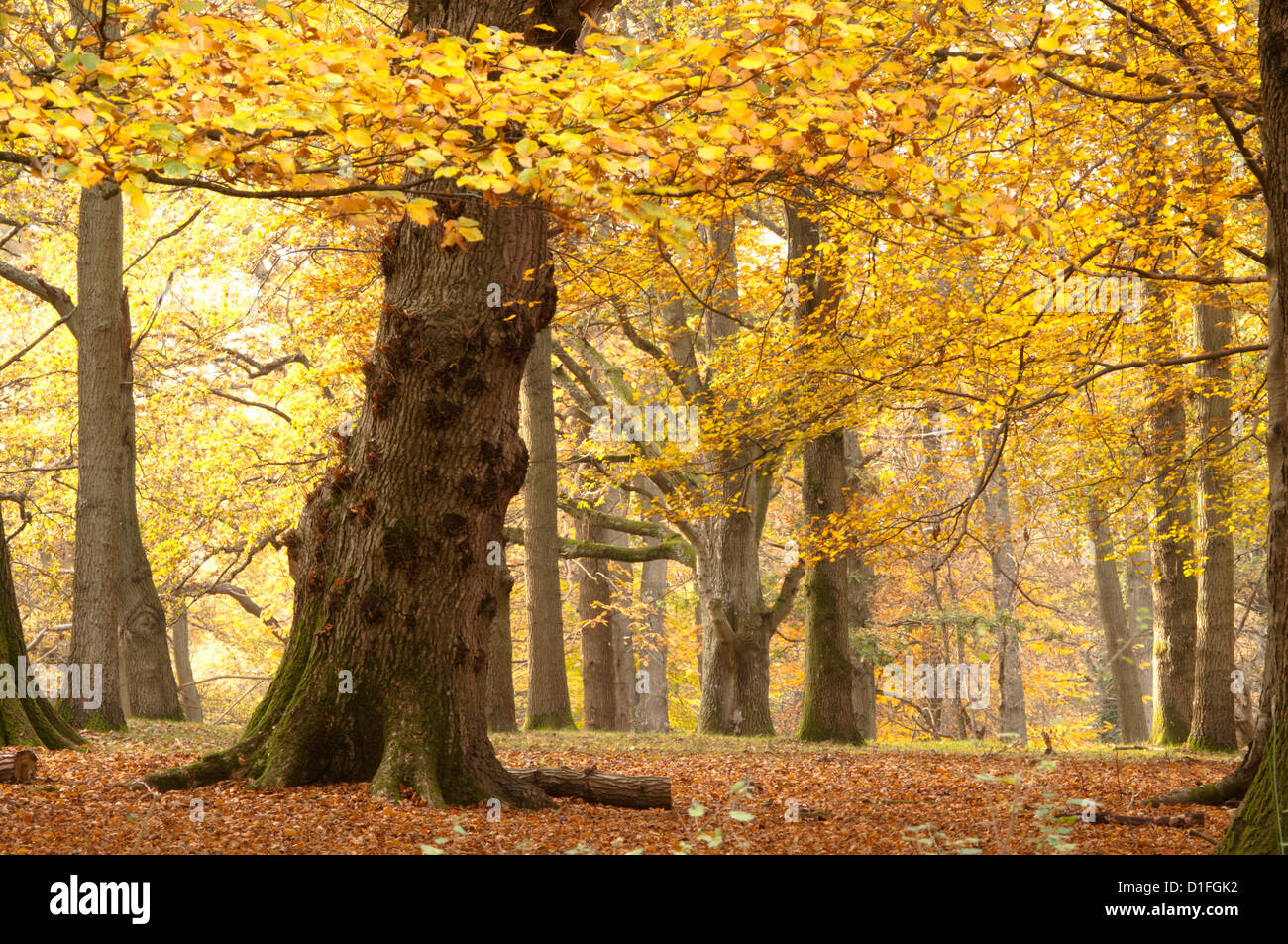 Mixed deciduous trees, Common beech, Sweet Chestnut, Oak, with autumn leaves. West Sussex, England, UK. November. Stock Photo