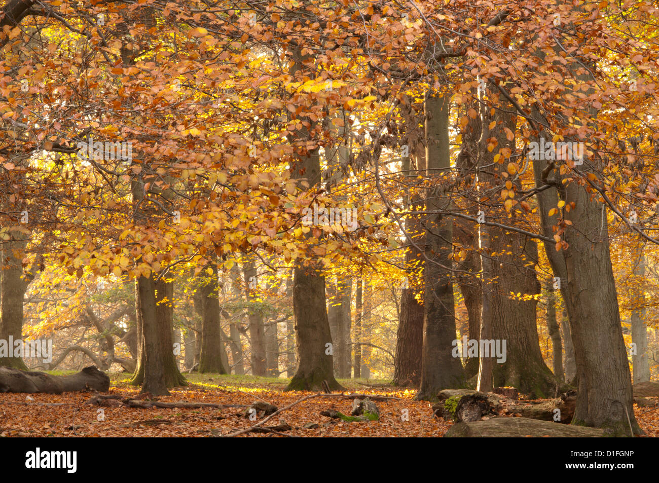 Mixed deciduous trees, Common beech, Sweet Chestnut, Oak, with autumn leaves. West Sussex, England, UK. November. Stock Photo