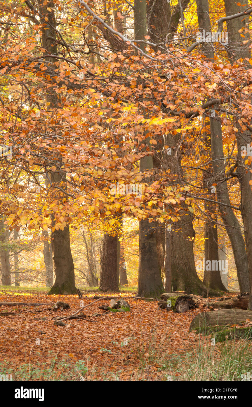 Mixed deciduous trees, Common beech, Sweet Chestnut, Oak, with autumn leaves. West Sussex, England, UK. November. Stock Photo