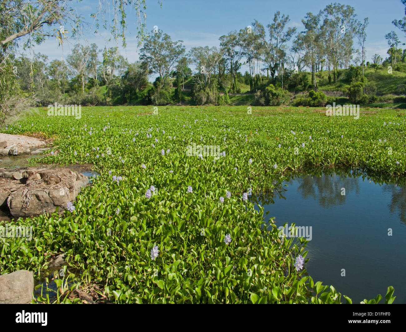water hyacinth eichhornia crassipes introduced aquatic aquatic weeds