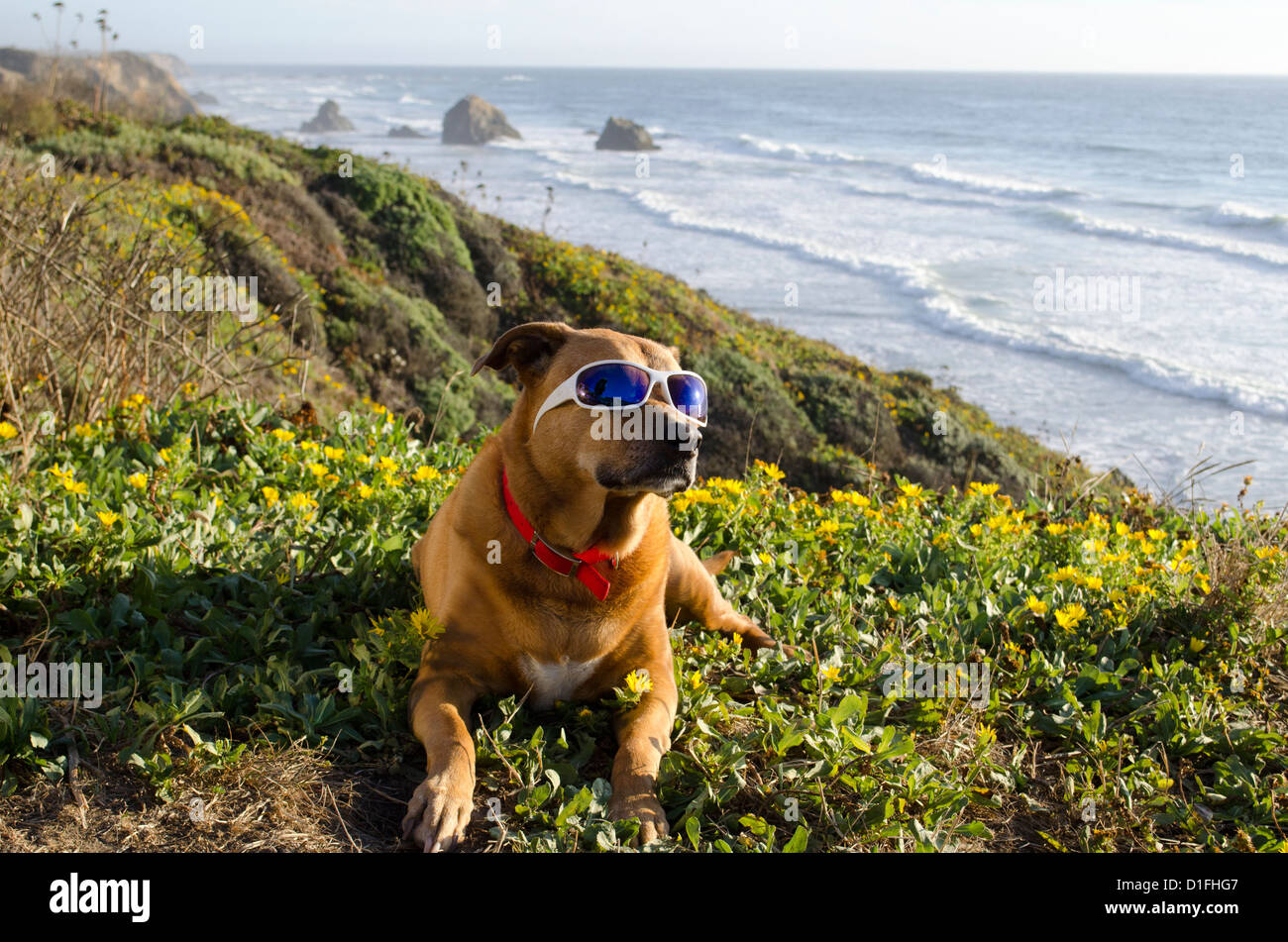 Dog with sunglasses on the northern California coast Stock Photo