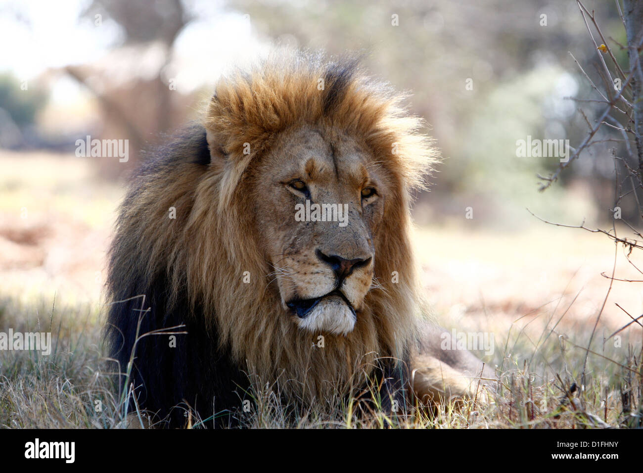 Lion in south africa hi-res stock photography and images - Alamy