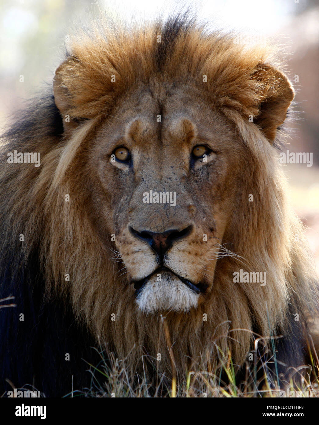 Male lion south africa hi-res stock photography and images - Alamy