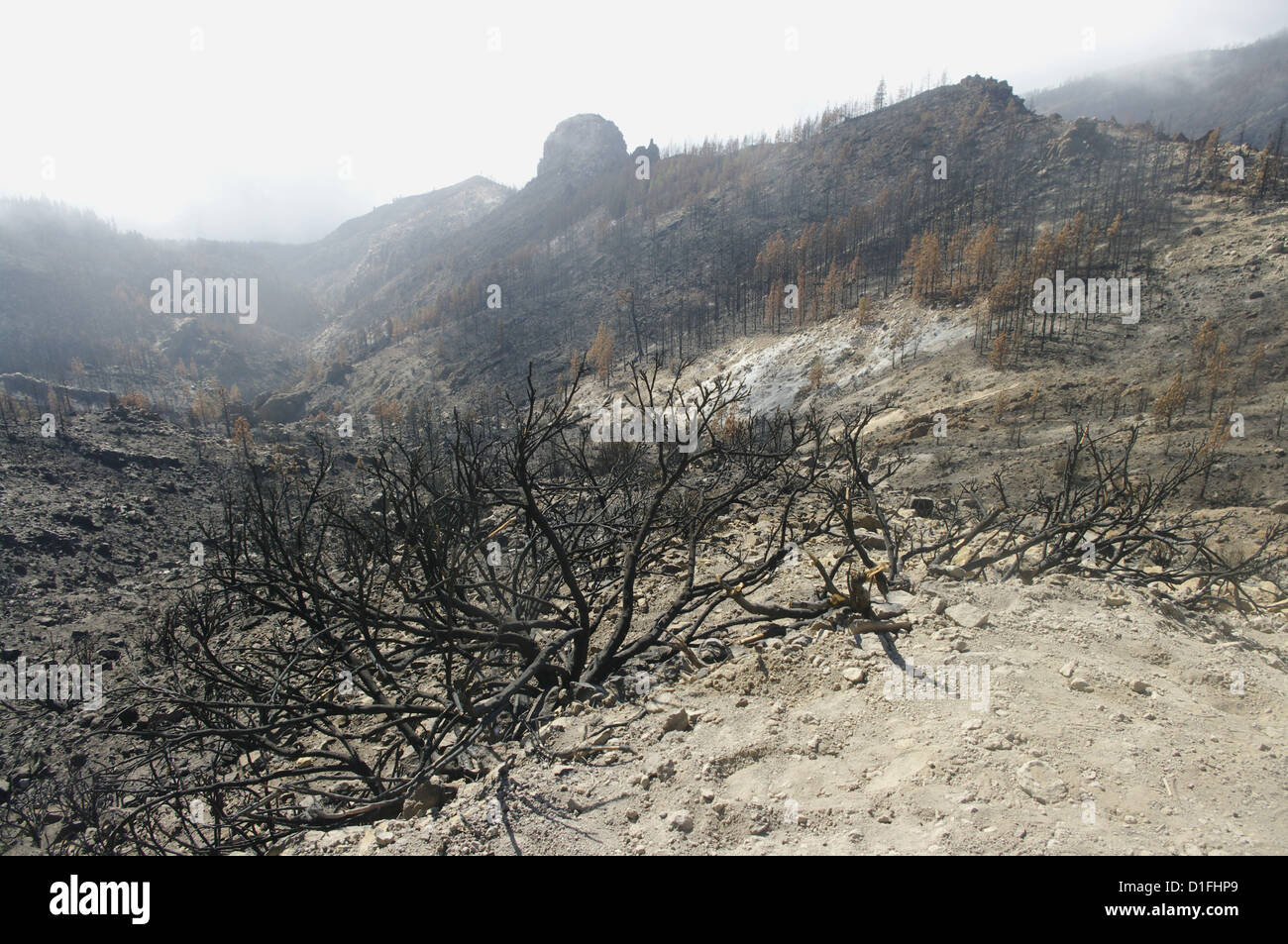 Tenerife - wild fire damage to pine forests Stock Photo