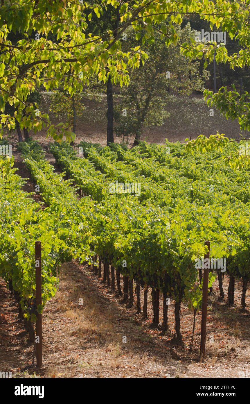 Napa valley vineyards Napa Northern California Stock Photo