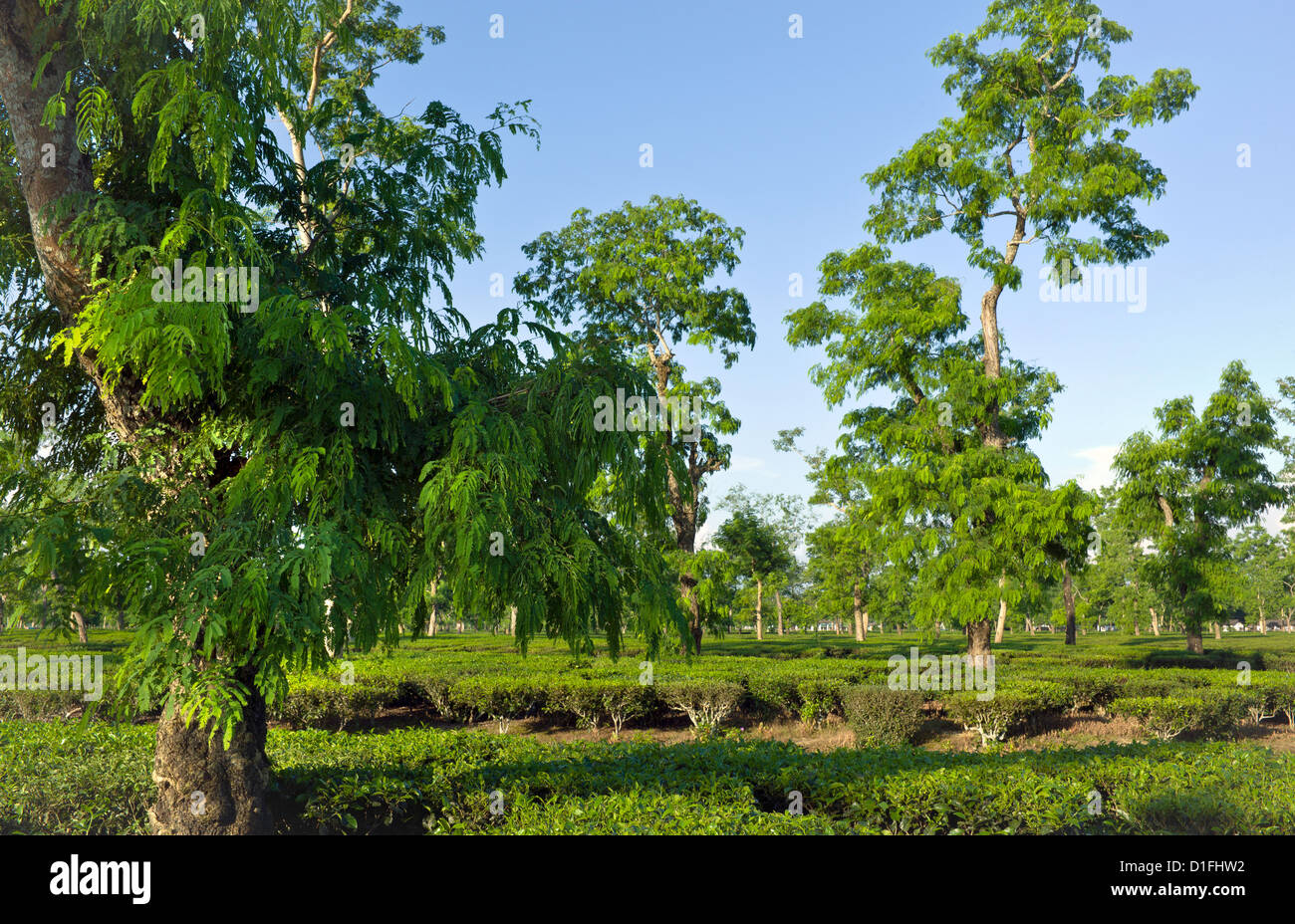 View of a tea plantation in Jorhat, Assam, north east India. Tall leafy