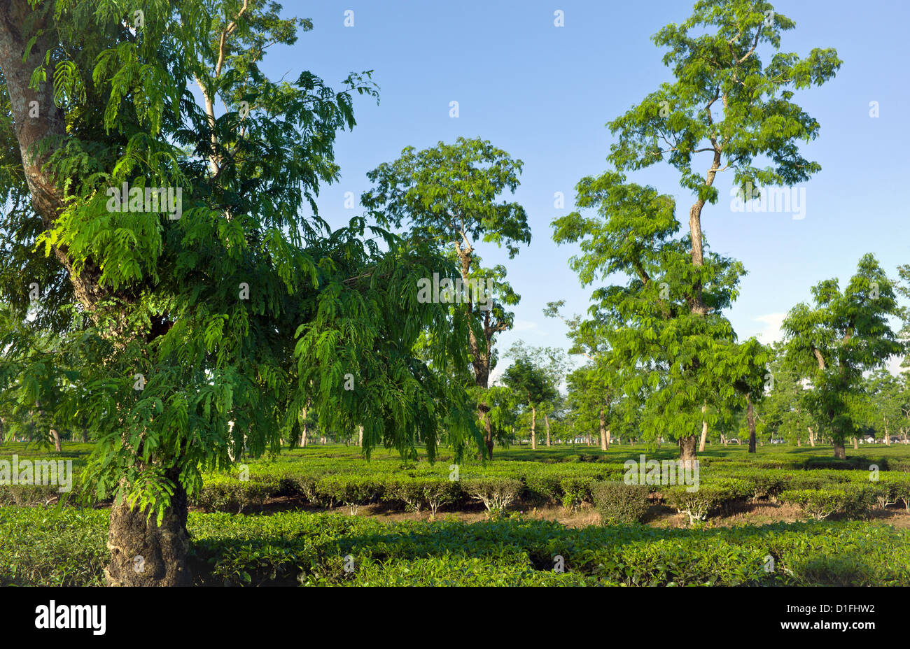 View of a tea plantation in Jorhat, Assam, north east India. Tall leafy trees offer shade to the tea trees below. Stock Photo