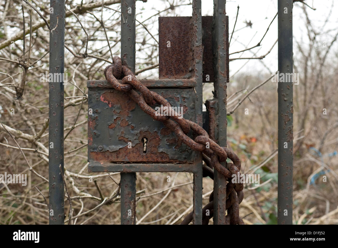 Rusting padlocks on a wrought iron gate, Kingston upon Hull, East