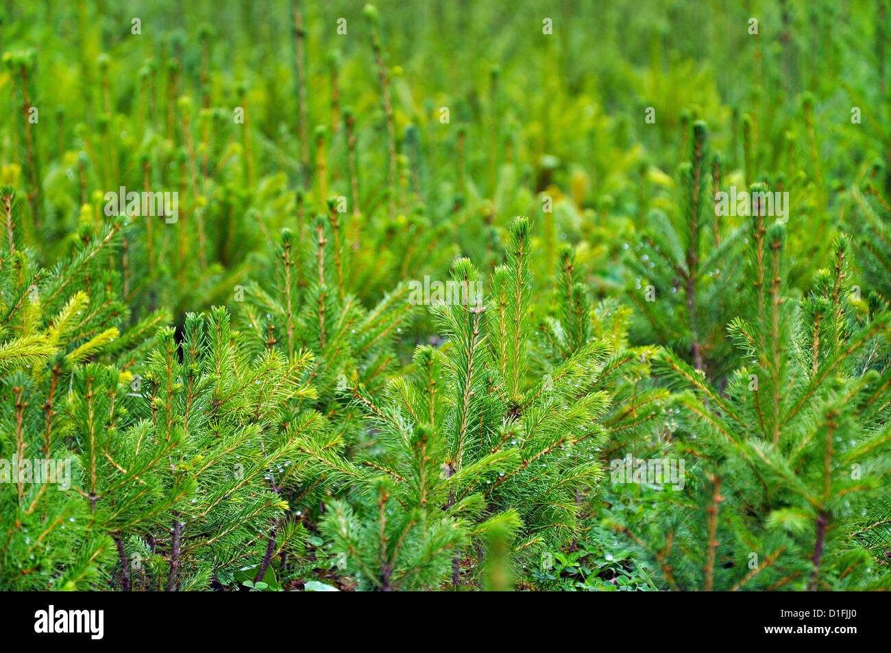 Fir tree nursery hi-res stock photography and images - Alamy