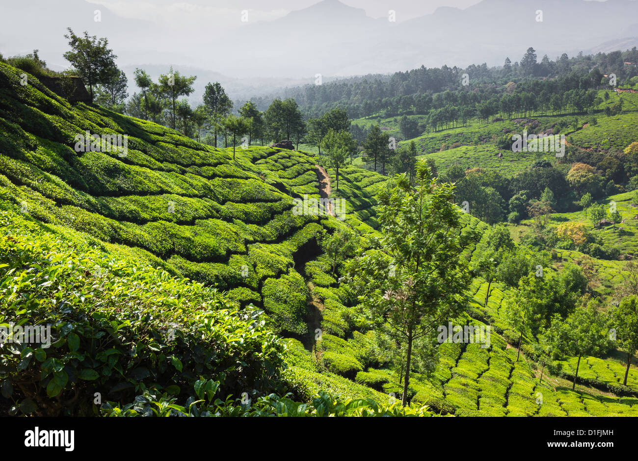 Tea plantation in Munnar, Kerala, India showing rows of tea trees and the undulating landscape of the Kannan Devan Hills. Stock Photo