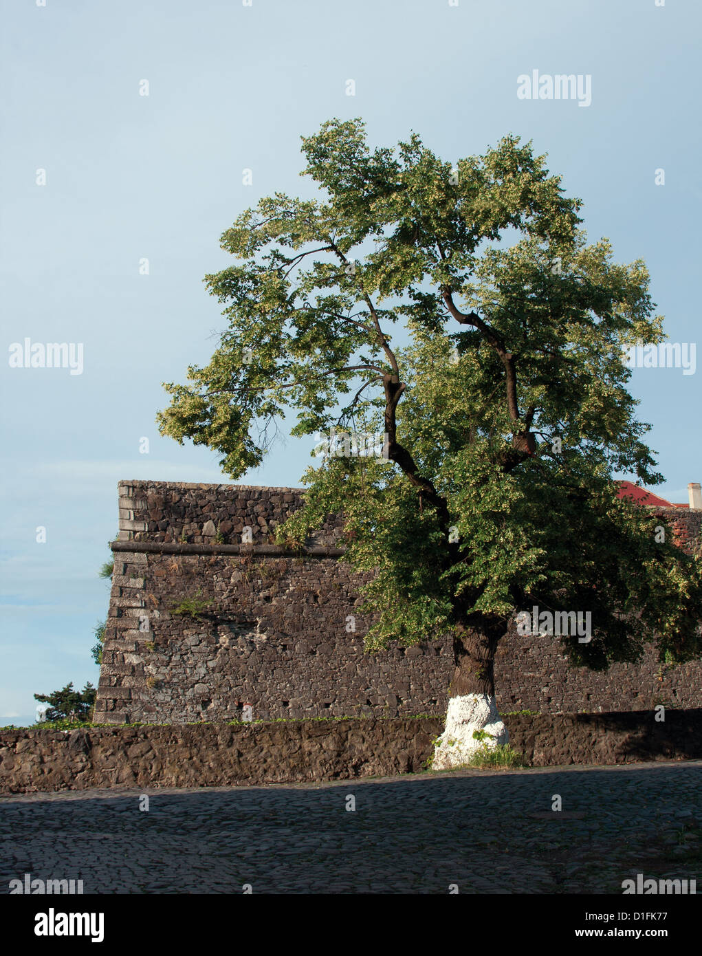 Old Linden Tree In Front Of The Wall Of Uzhhorod Castle, Ukraine. Built ...