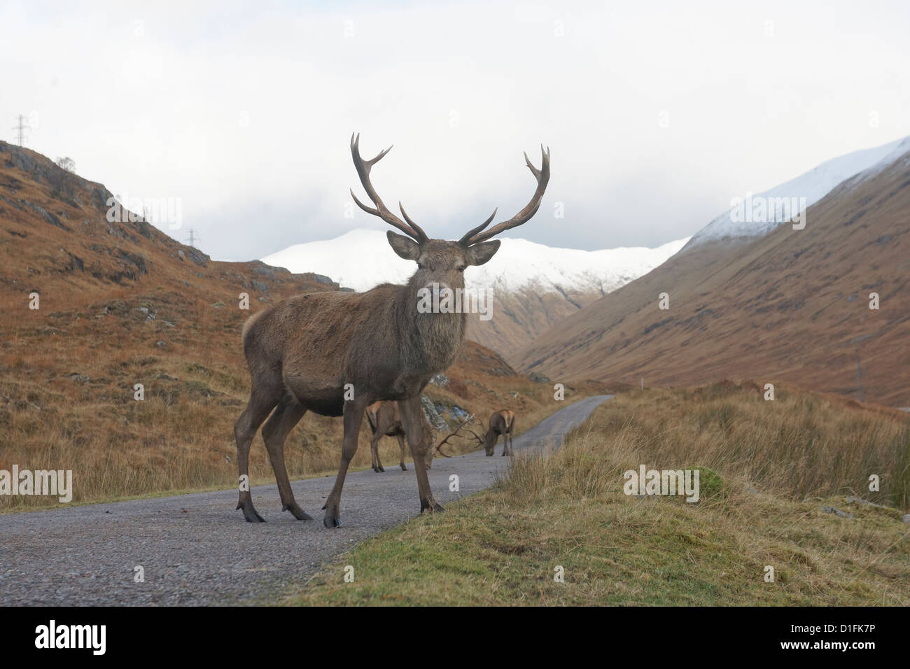 Red deer, Cervus elaphus, single male, Glen Garry, Scotland, November 2012 Stock Photo