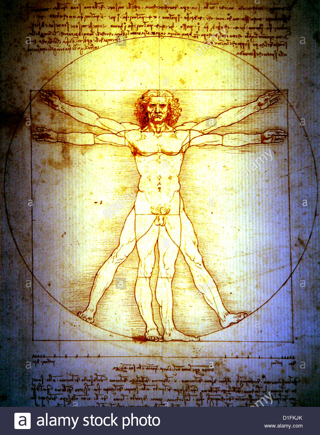 Vitruvian Man Stock Photos & Vitruvian Man Stock Images Alamy