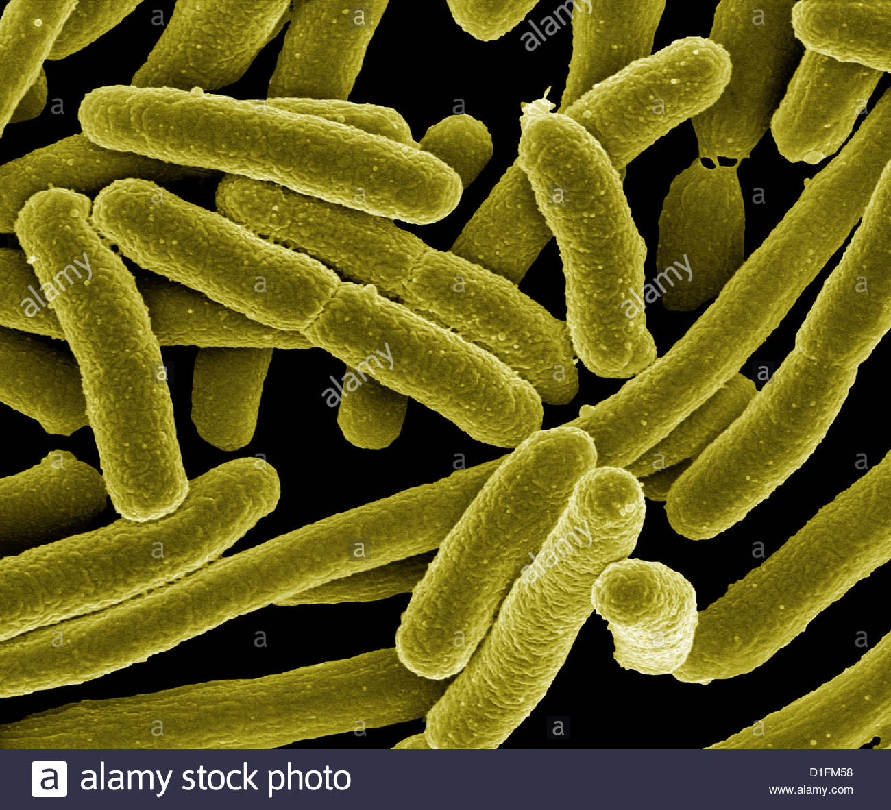 Escherichia Coli Coli Electron Micrograph Sem Stock Photos ...