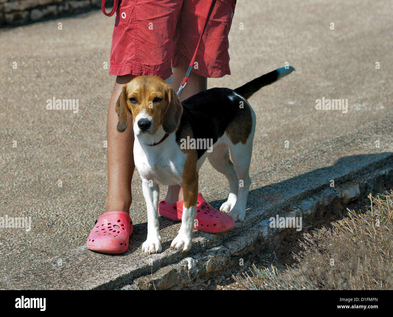 Beagle dog with his owner Stock Photo Alamy
