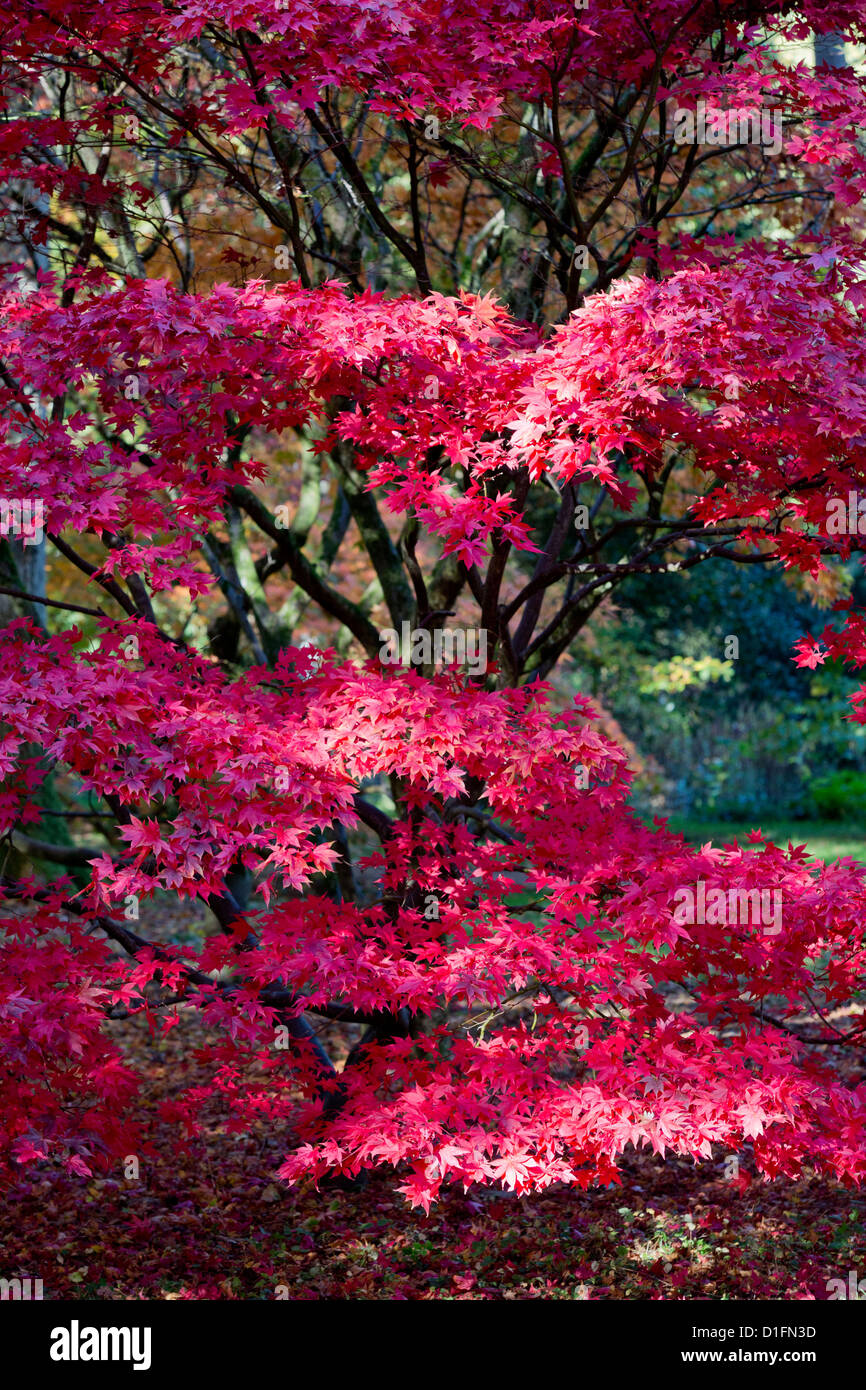 Stunning vivid maple in Autumn colour Stock Photo