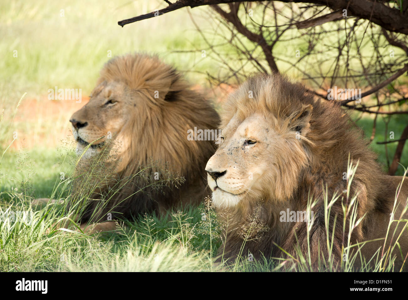 Two male lions relaxing Stock Photo