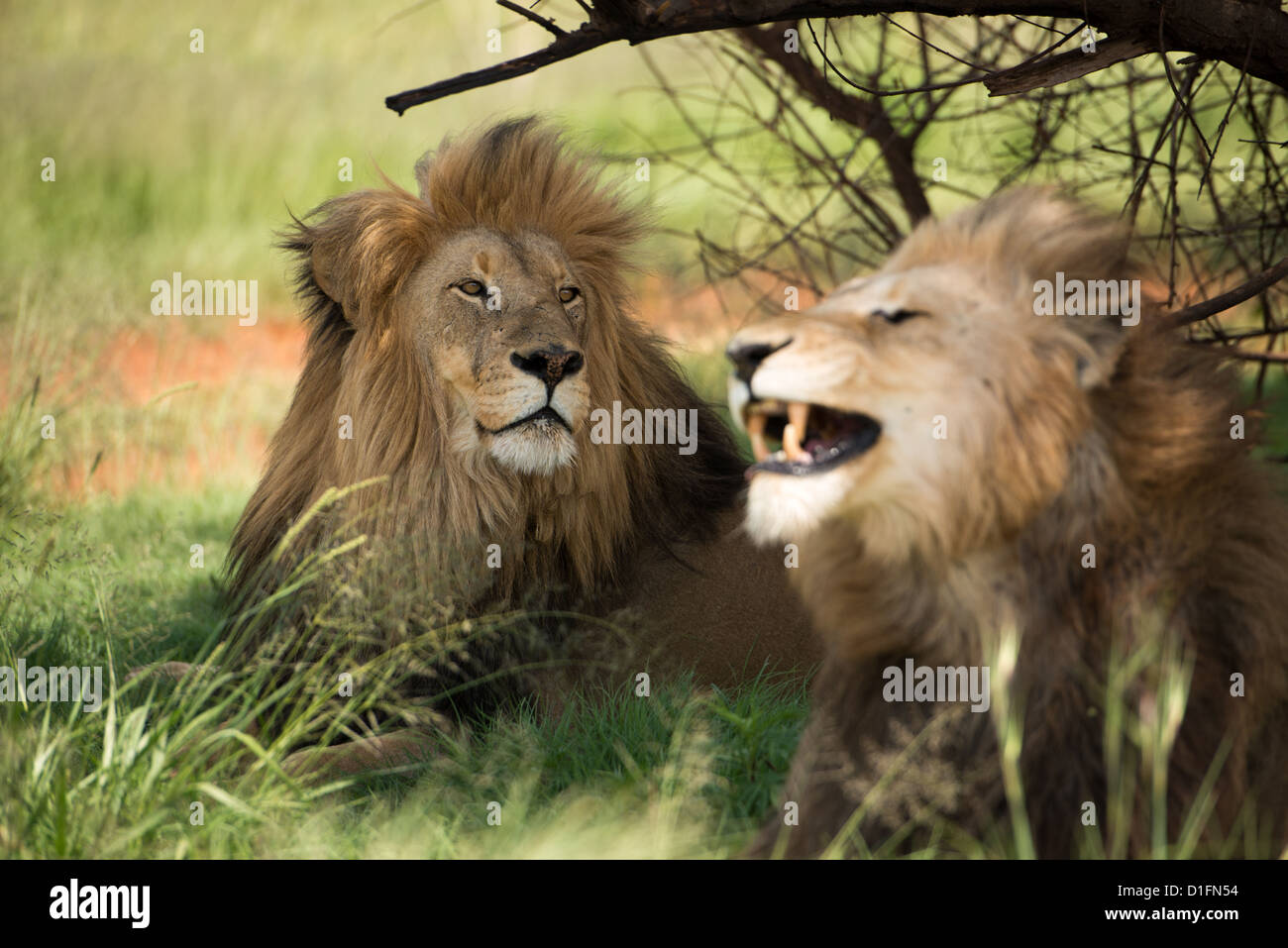 Two male lions relaxing, one growling Stock Photo