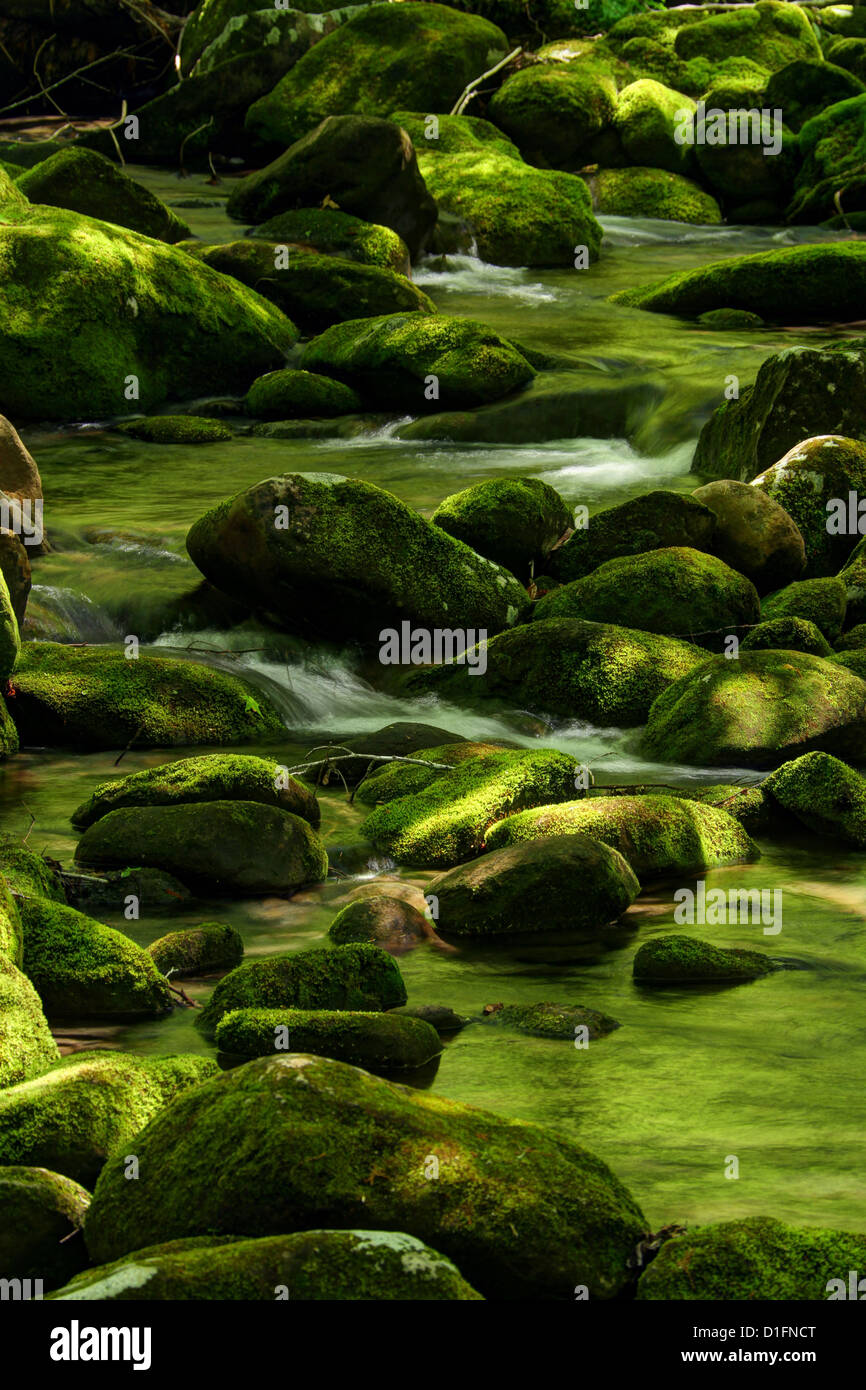 River Cascades with Green Moss. Stock Photo
