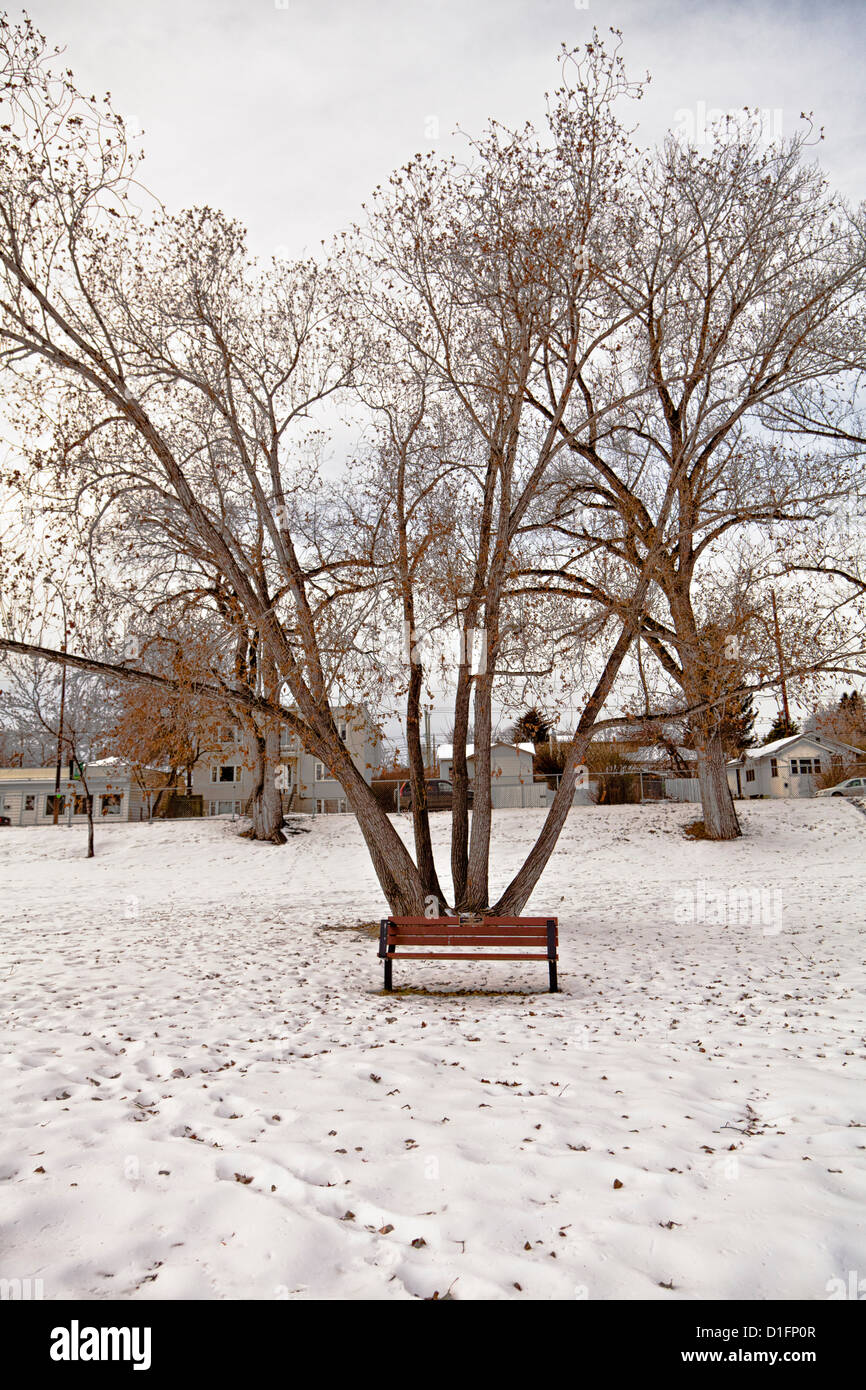Calgary Tuxedo park in the winter, footprints in the snow to the quiet bench under the tree. Stock Photo