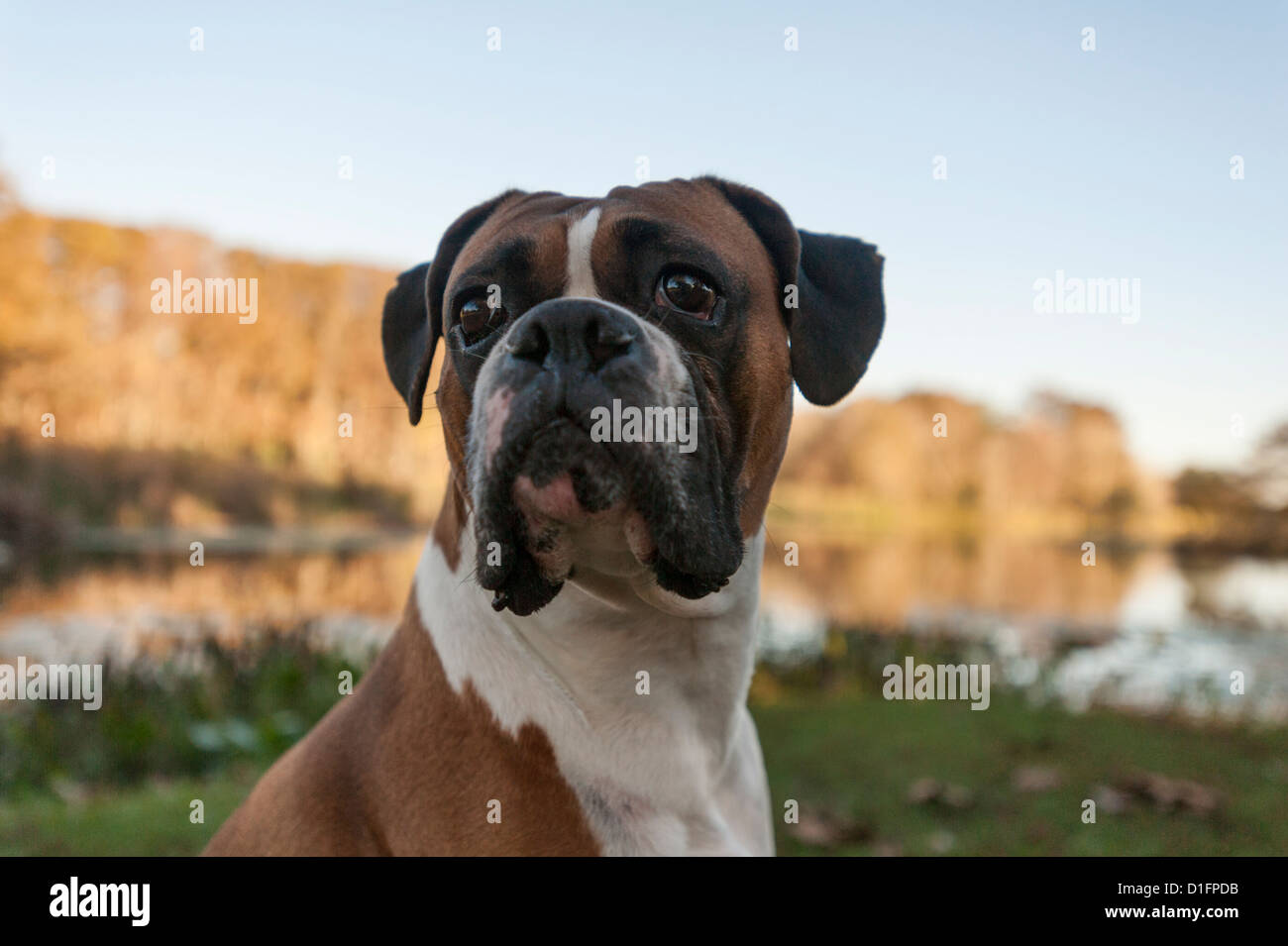 Fawn and white boxer dog hi-res stock photography and images - Alamy