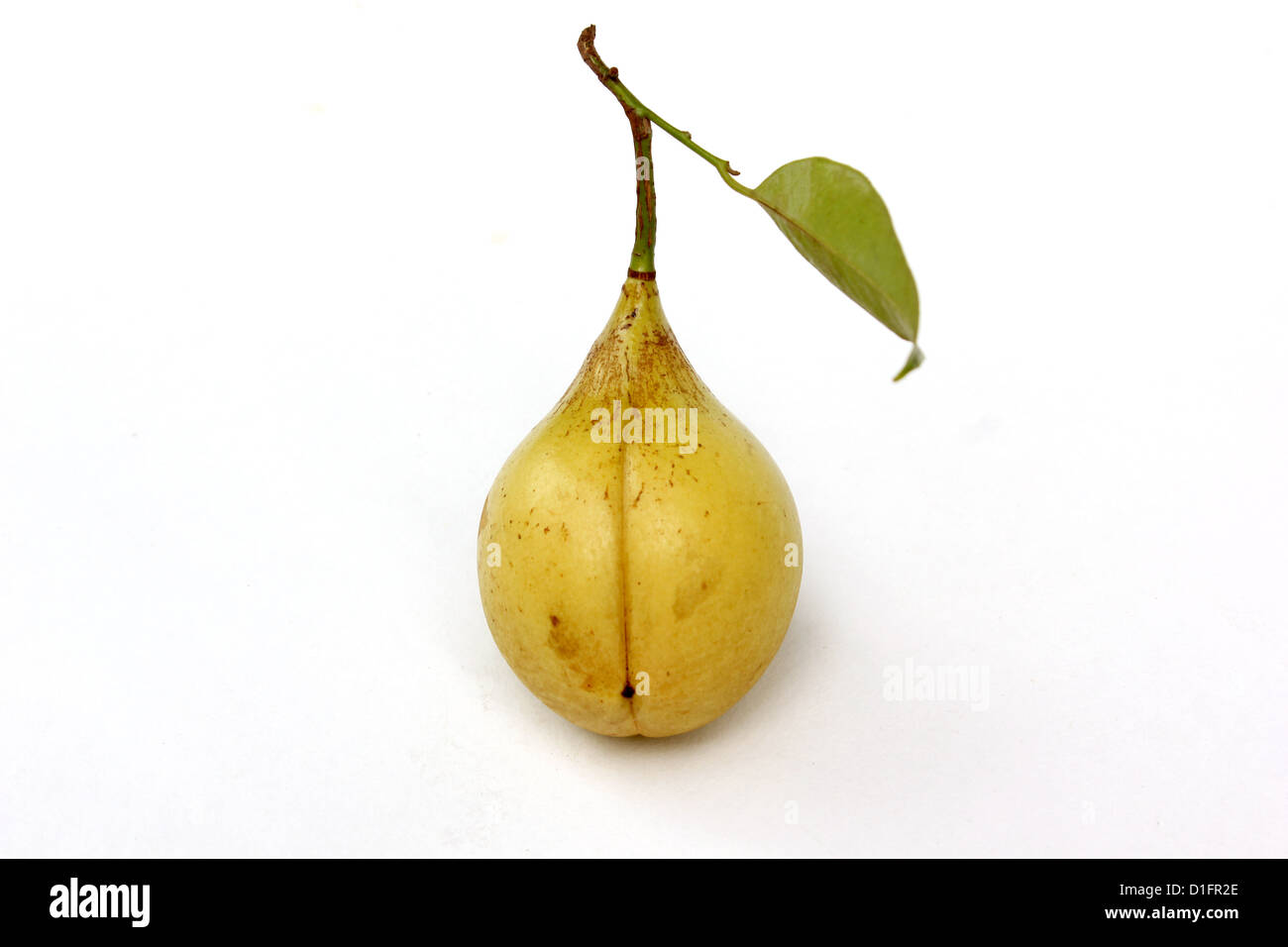 Nutmeg fruit hires stock photography and images Alamy