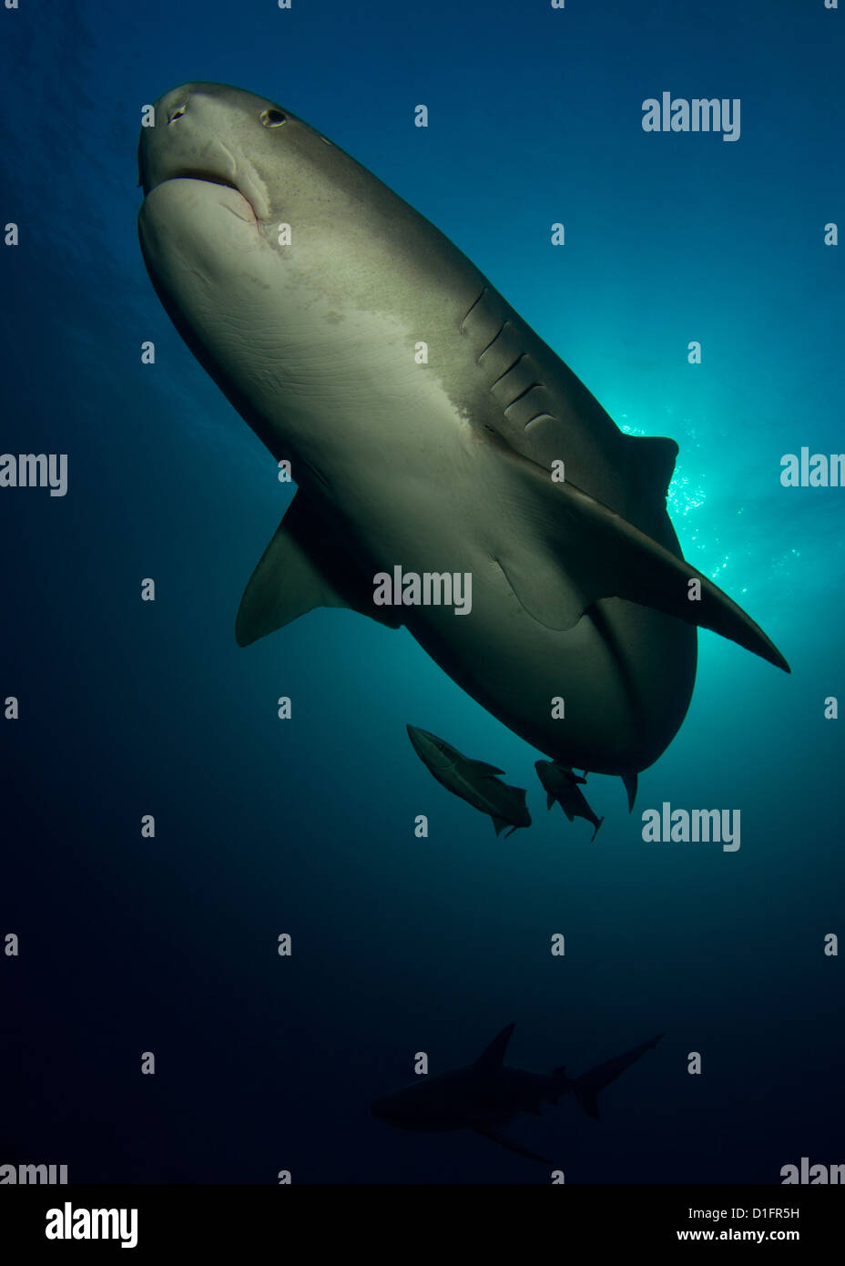 Macropredator hi-res stock photography and images - Alamy