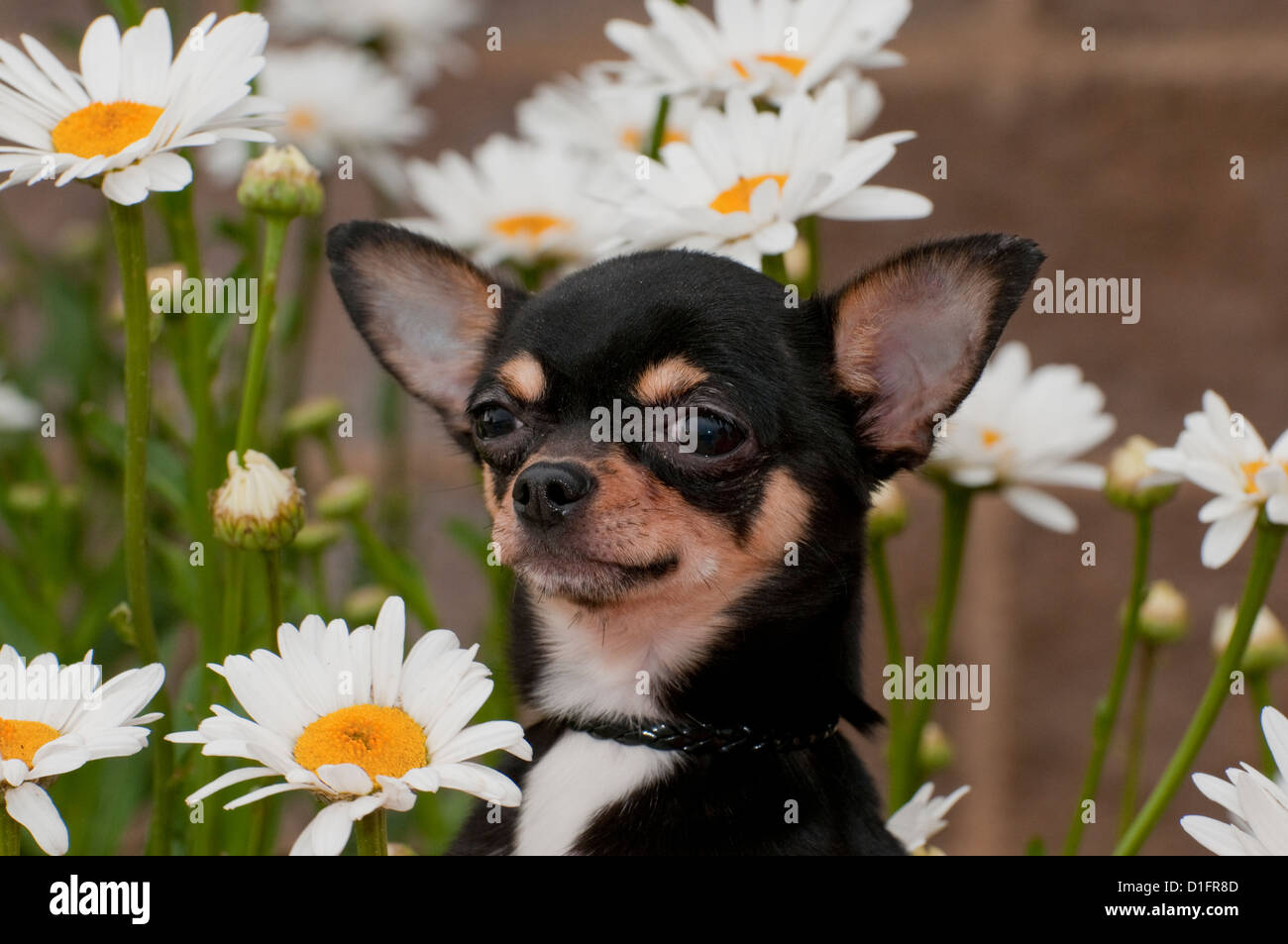 Chihuahua-Head shot Stock Photo