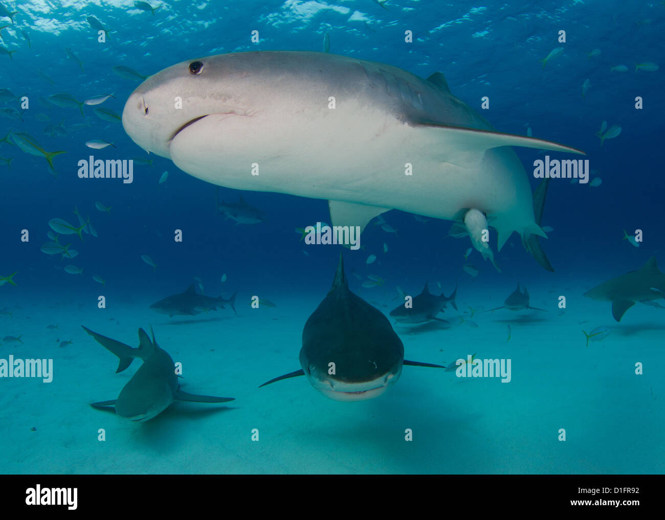 Tiger and Lemon Sharks in White Sand Stock Photo Alamy