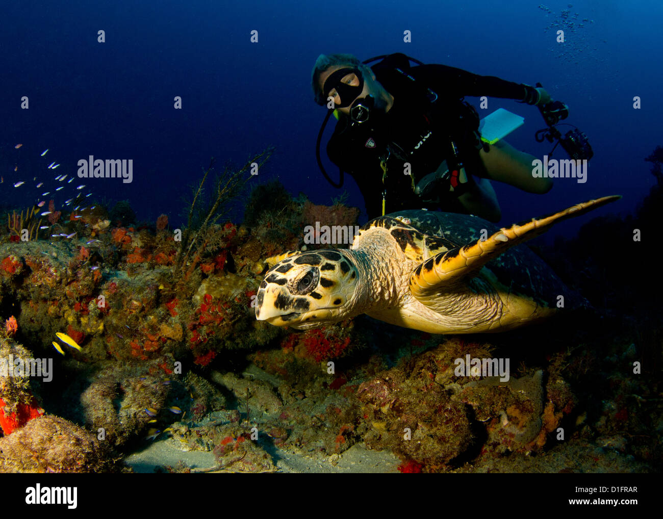 Hawksbill Sea Turtle Stock Photo