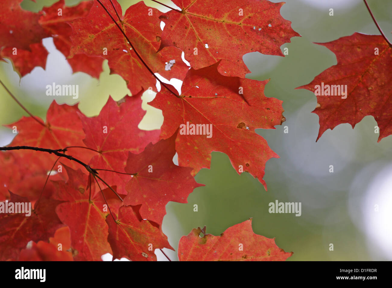 Green leaves turning red hi-res stock photography and images - Alamy