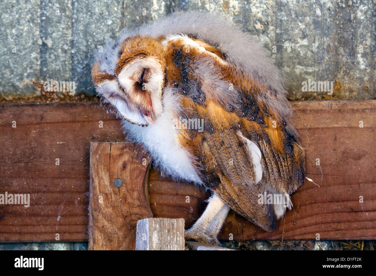 Barn Owlet found sleeping inside farmers barn (non captive) Stock Photo