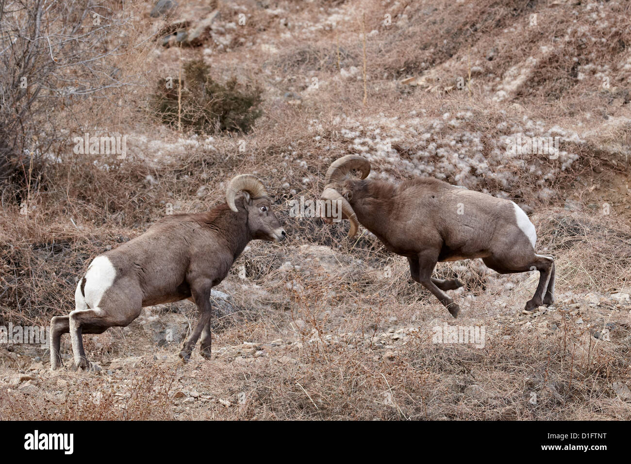 Rams butting heads hi-res stock photography and images - Alamy