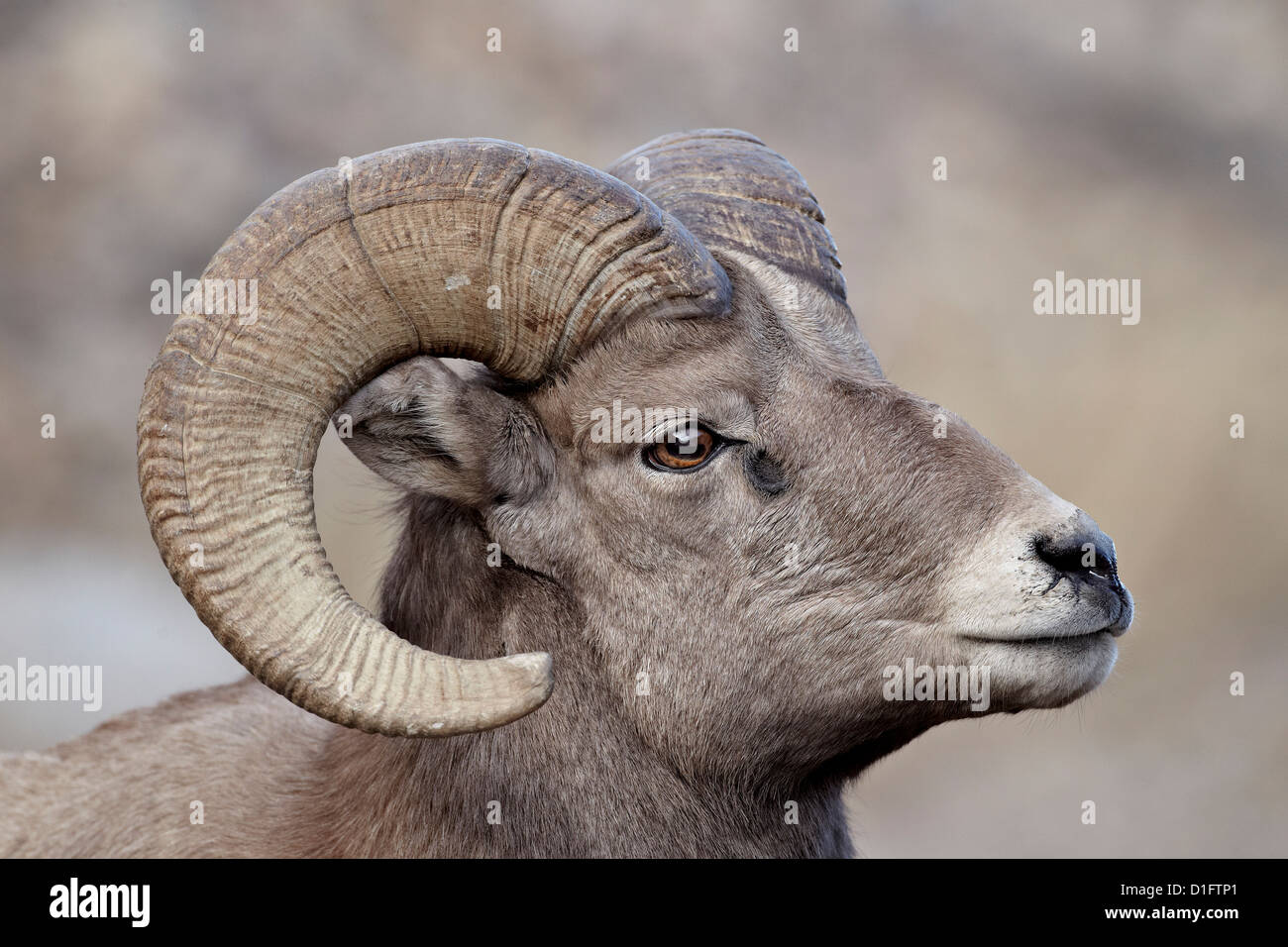 Bighorn sheep (Ovis canadensis) ram durng the rut, Clear Creek County, Colorado, United States of America, North America Stock Photo