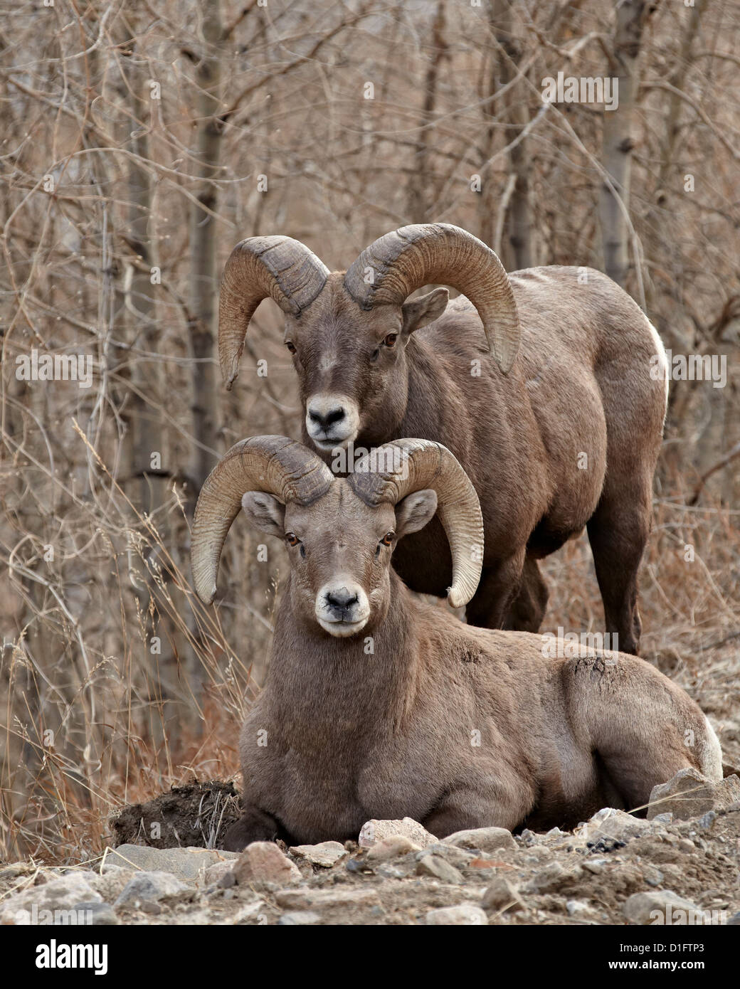 Two bighorn sheep (Ovis canadensis) rams during the rut, Clear Creek County, Colorado, United States of America, North America Stock Photo