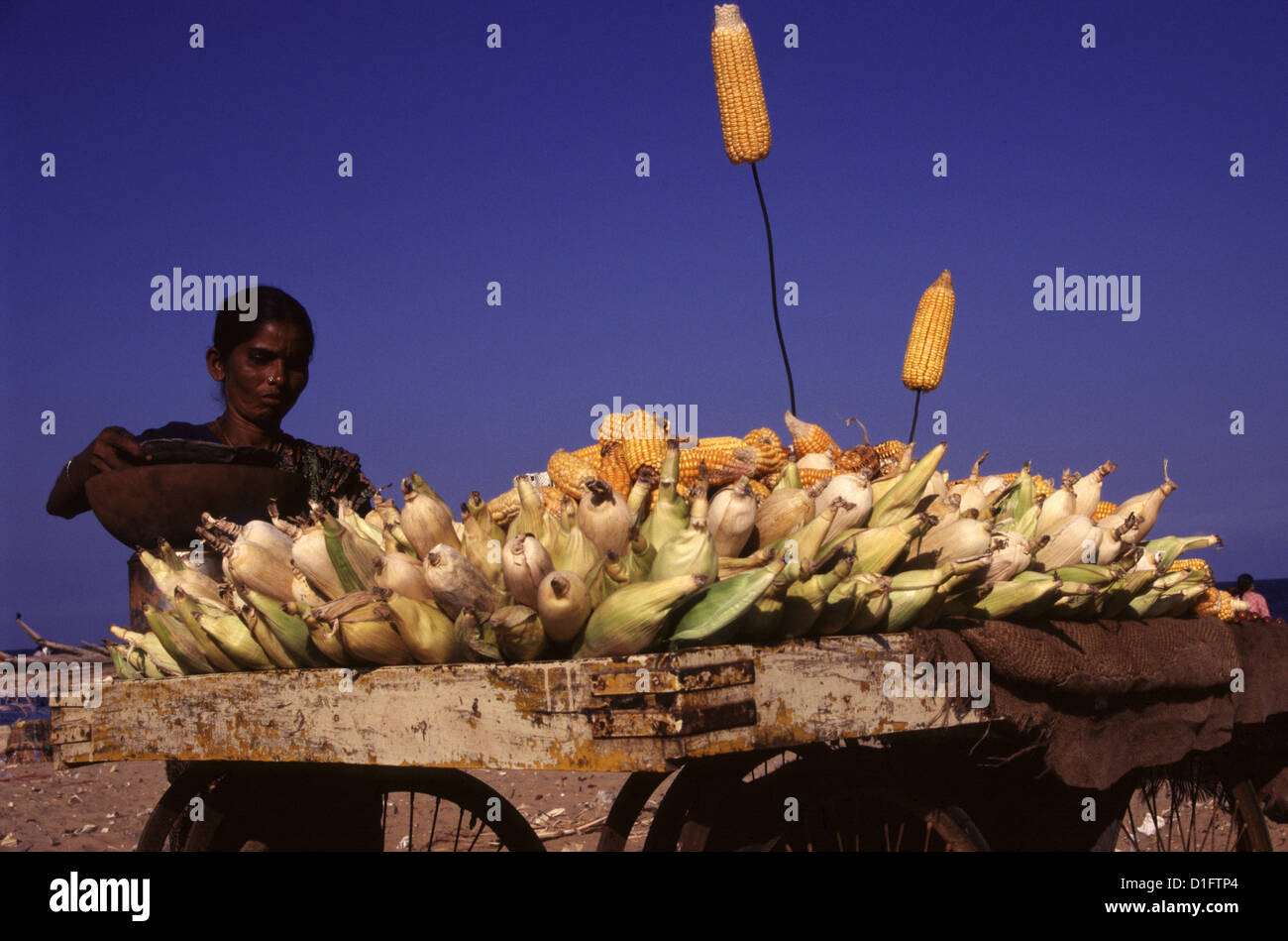 A hawker selling grilled corn on the cob in the market. Madras