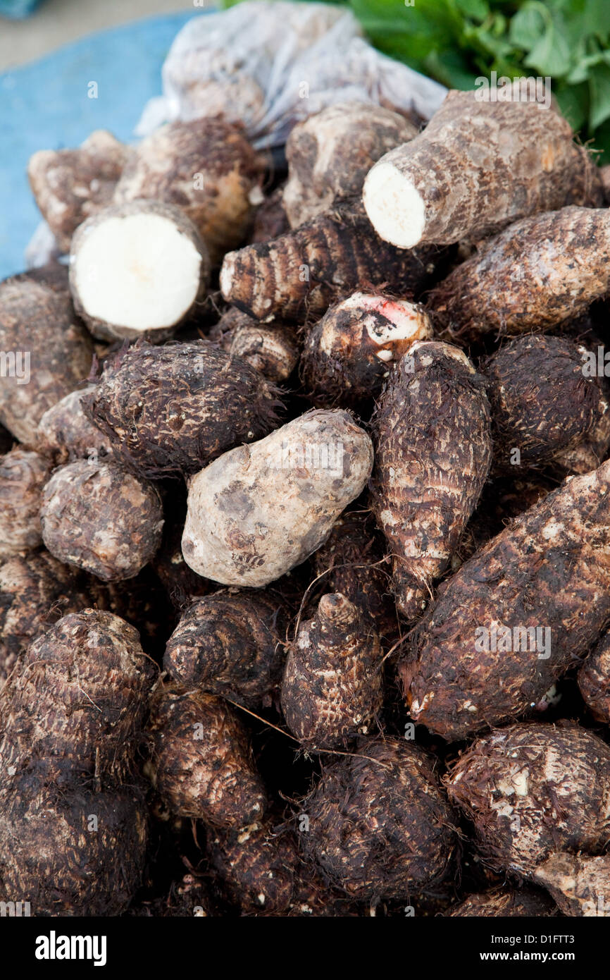 Pile of Yam sit ready for sale at the San Igancio market, Belize Stock