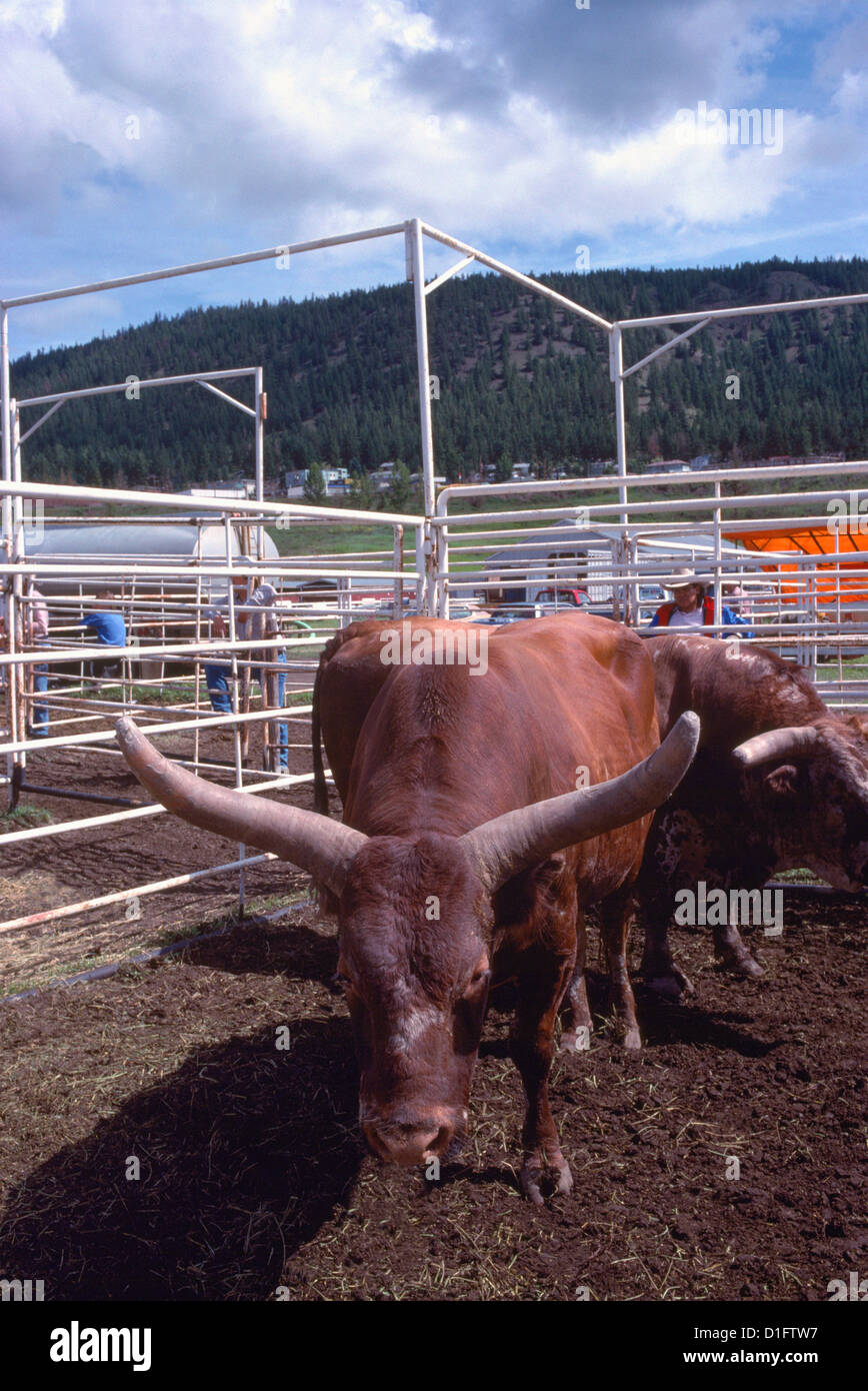 Rodeo Bulls for Bull Riding, Livestock standing in Holding Corral Stock  Photo - Alamy