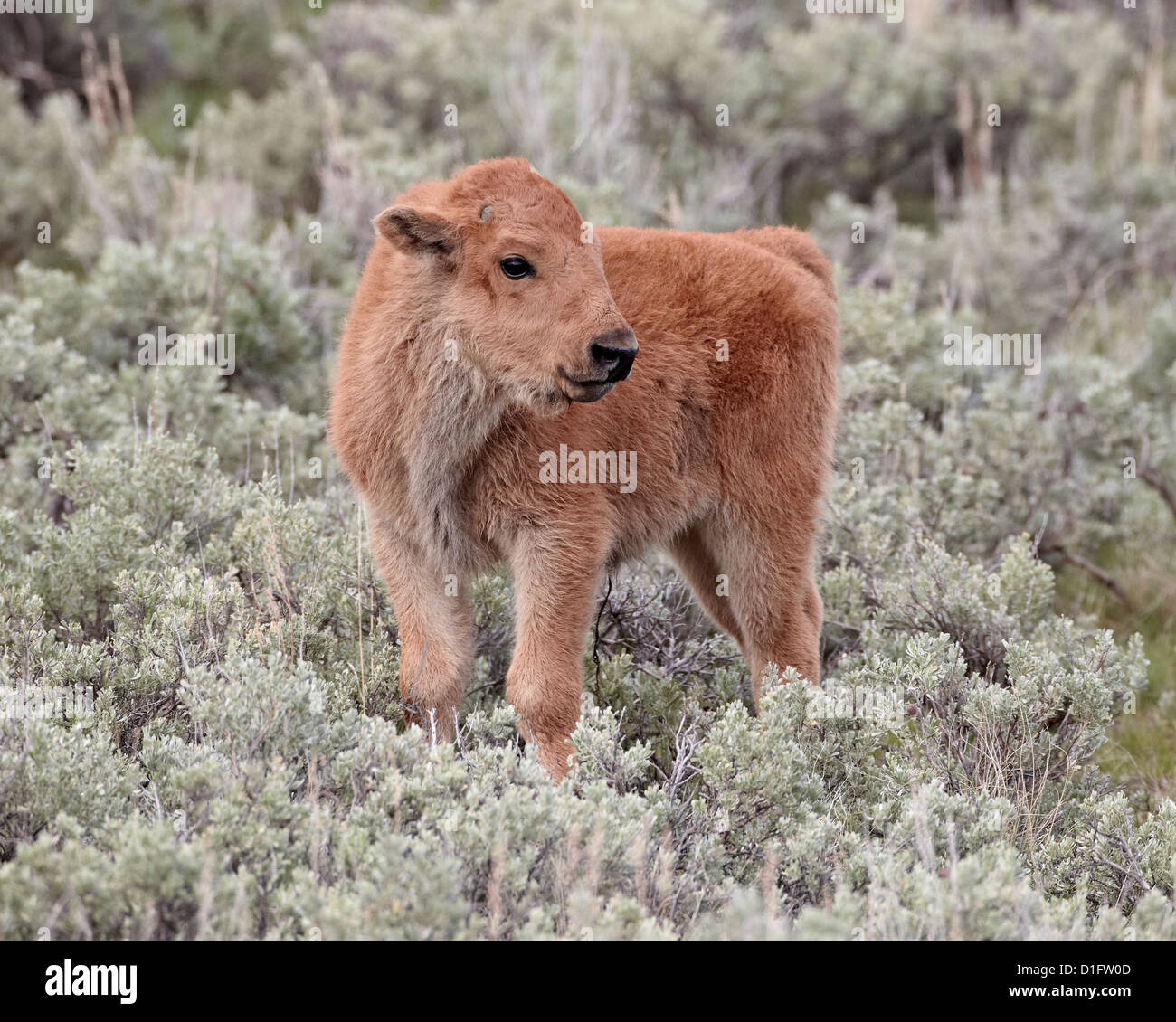 Bison (Bison bison) calf, Yellowstone National Park, Wyoming, United States of America, North America Stock Photo